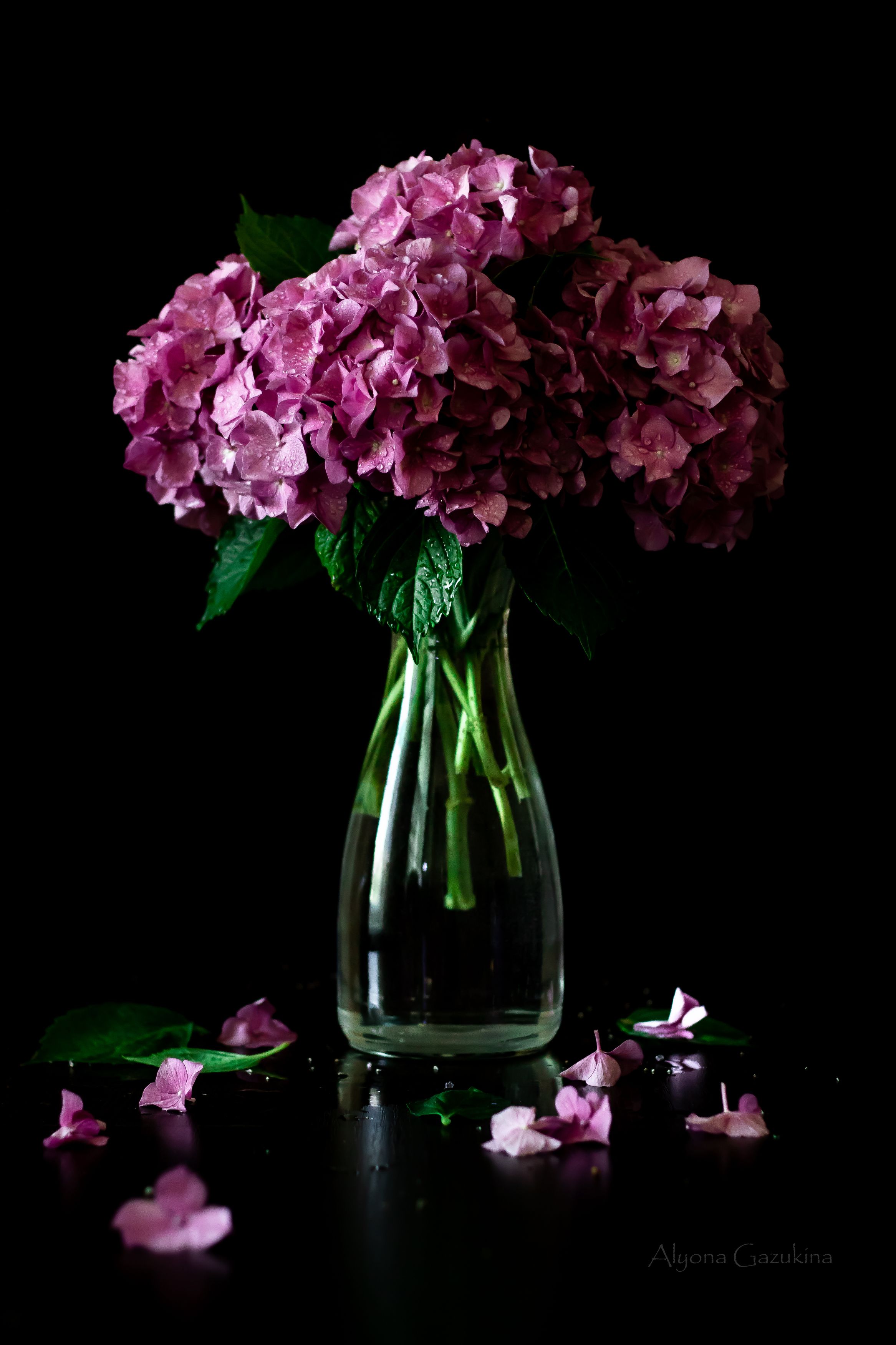 натюрморт, гортензия, цветы, ваза, Алёна Газукина