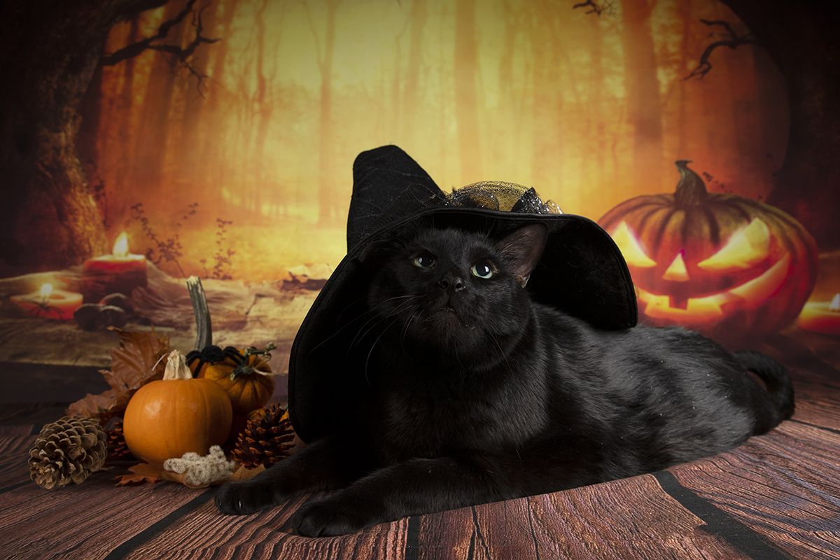 хэллоуин, кот, чёрный кот, black cat, cat, животные, кузя, нalloween, Etkind Elizabeth