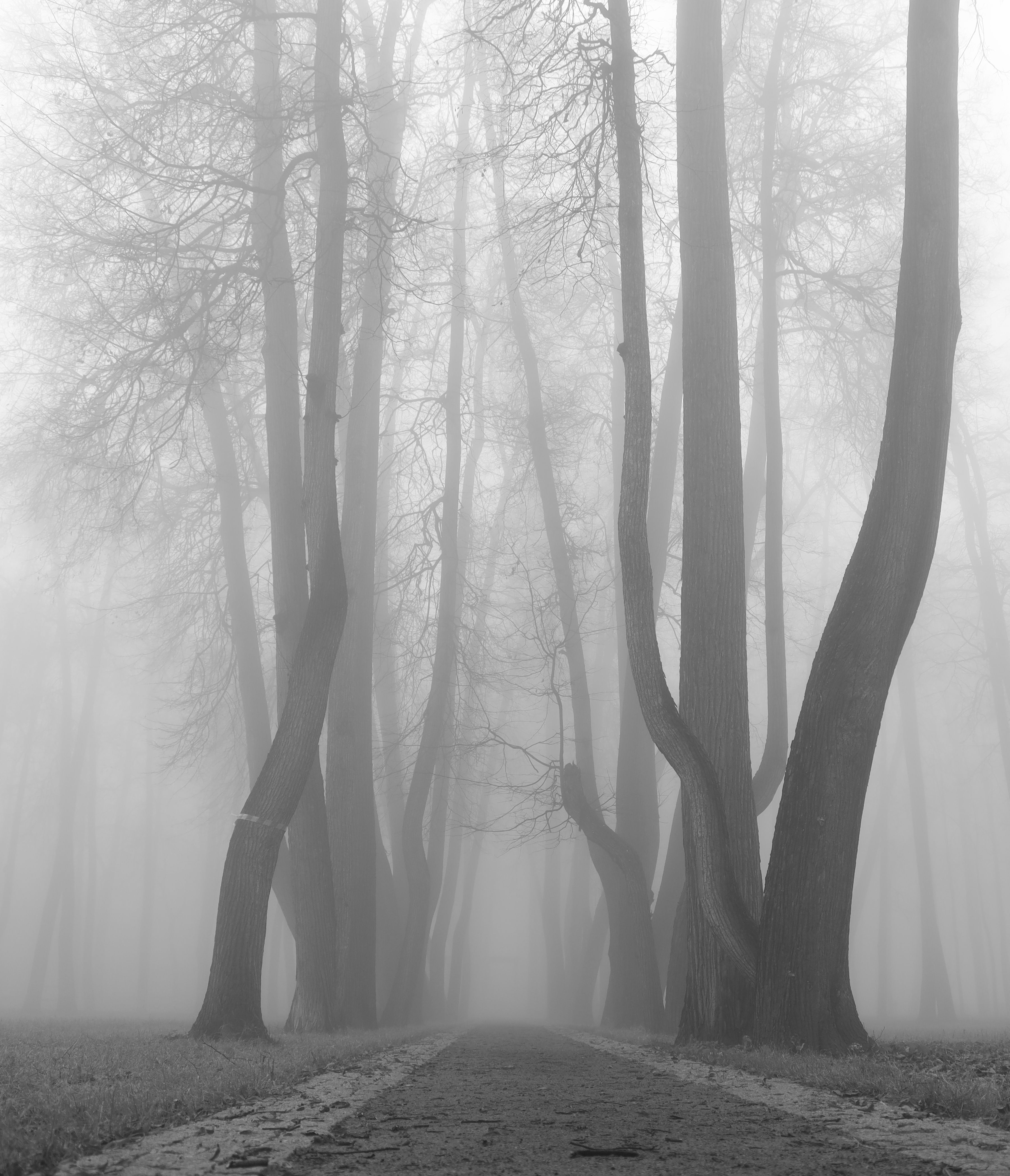 туман деревья очень , Елена Колосова