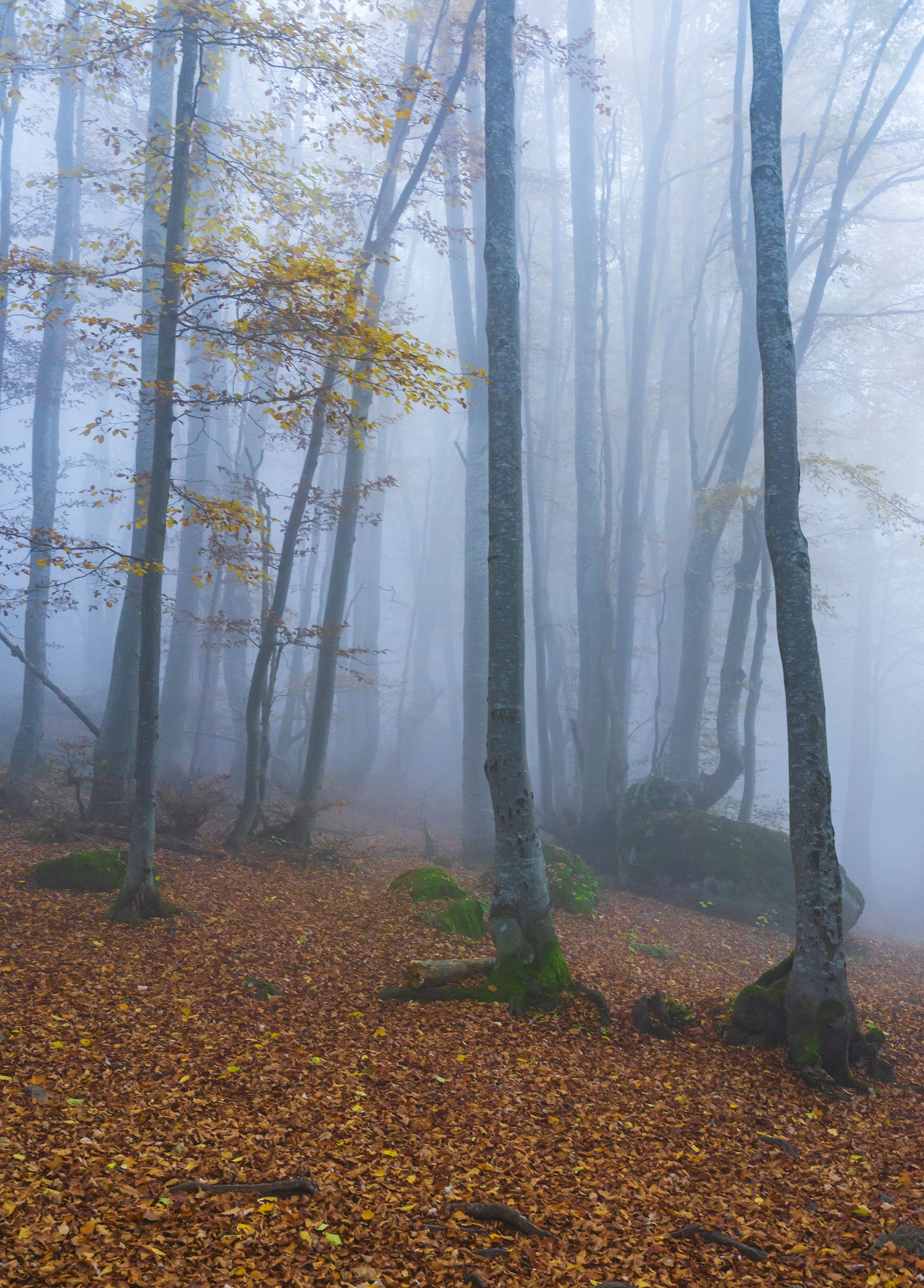 landcape autumn nature  vertical forest, viktor demidov