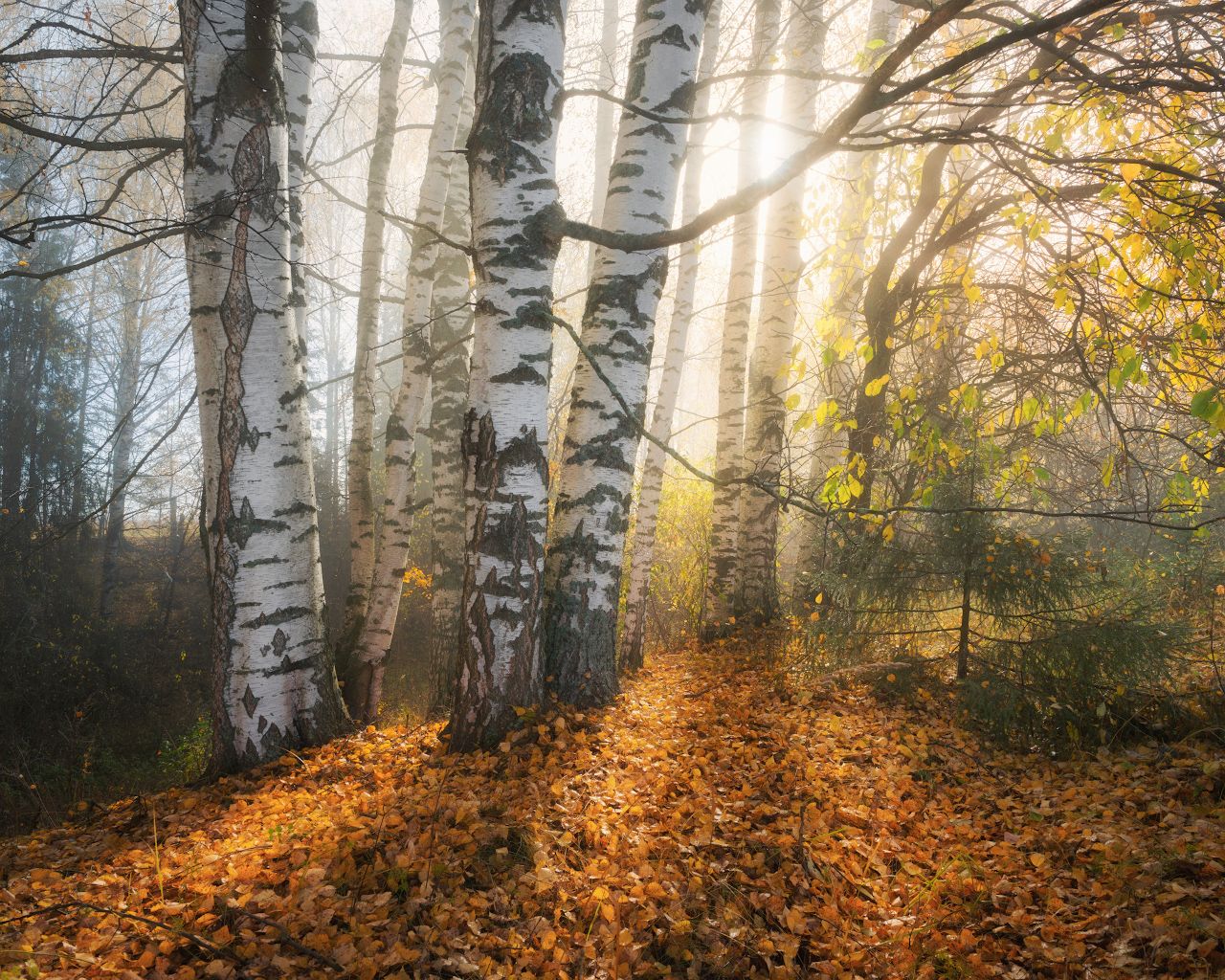 осень, туман, Дмитрий Медянцев