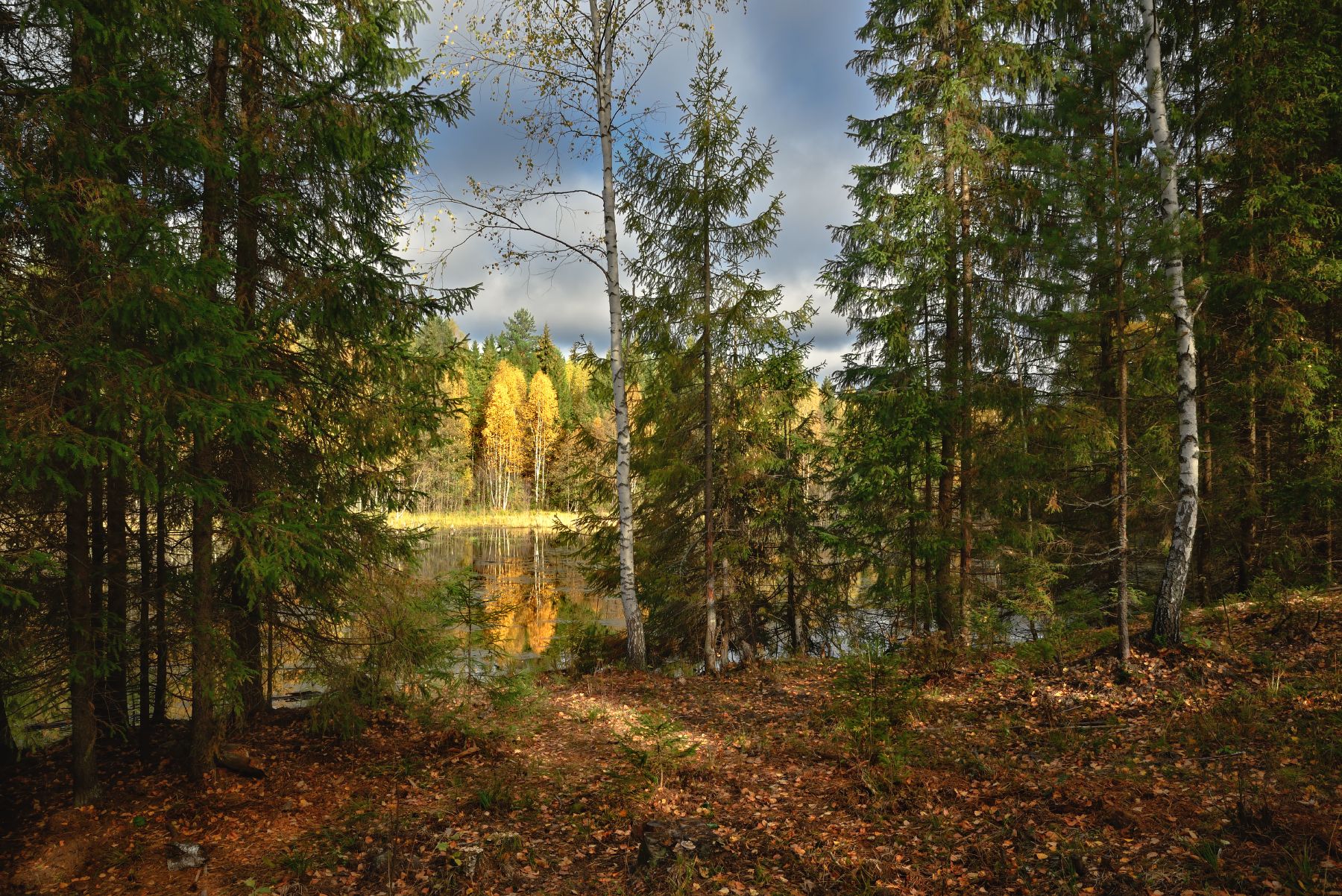 лес, река, берег, деревья, листья, свет, отражение, Виталий Полуэктов