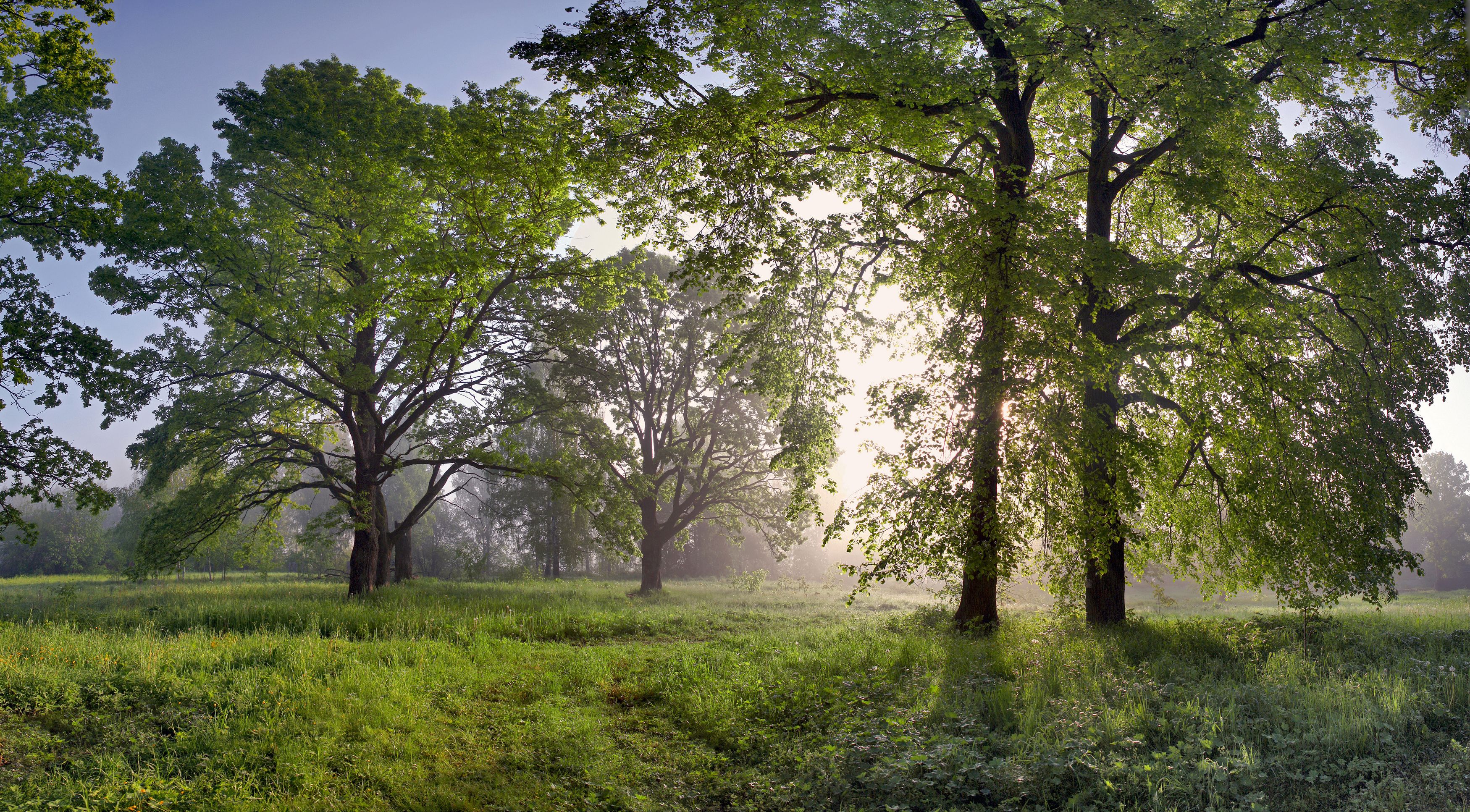 утро, лес , весна , туман, Александр Свистков
