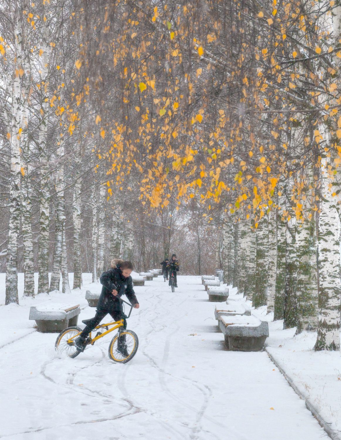 первый снег береза осень велосипедист, Сергей Буторин