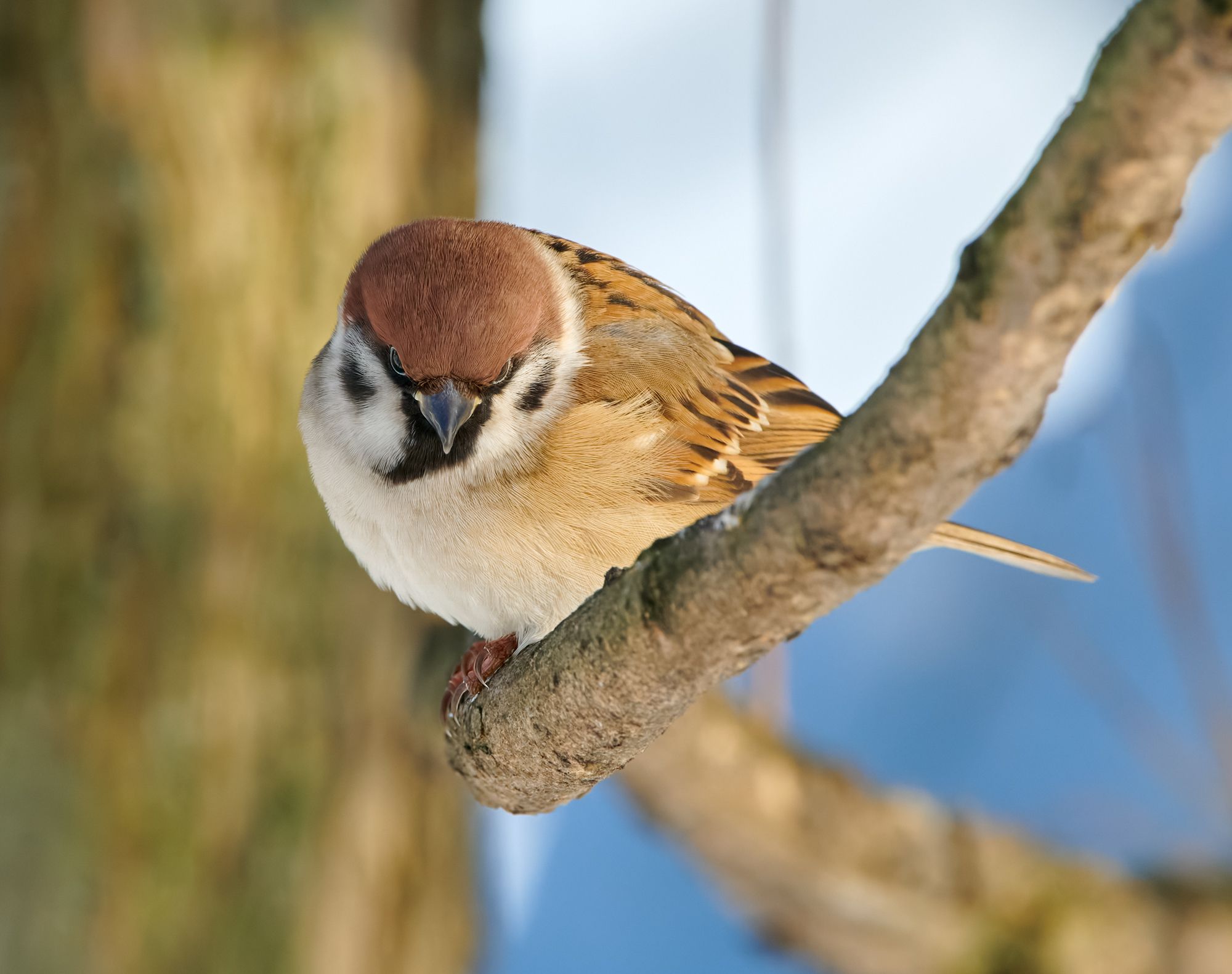 #bird #wildlife #nature #birdphotography, Александр Семенов