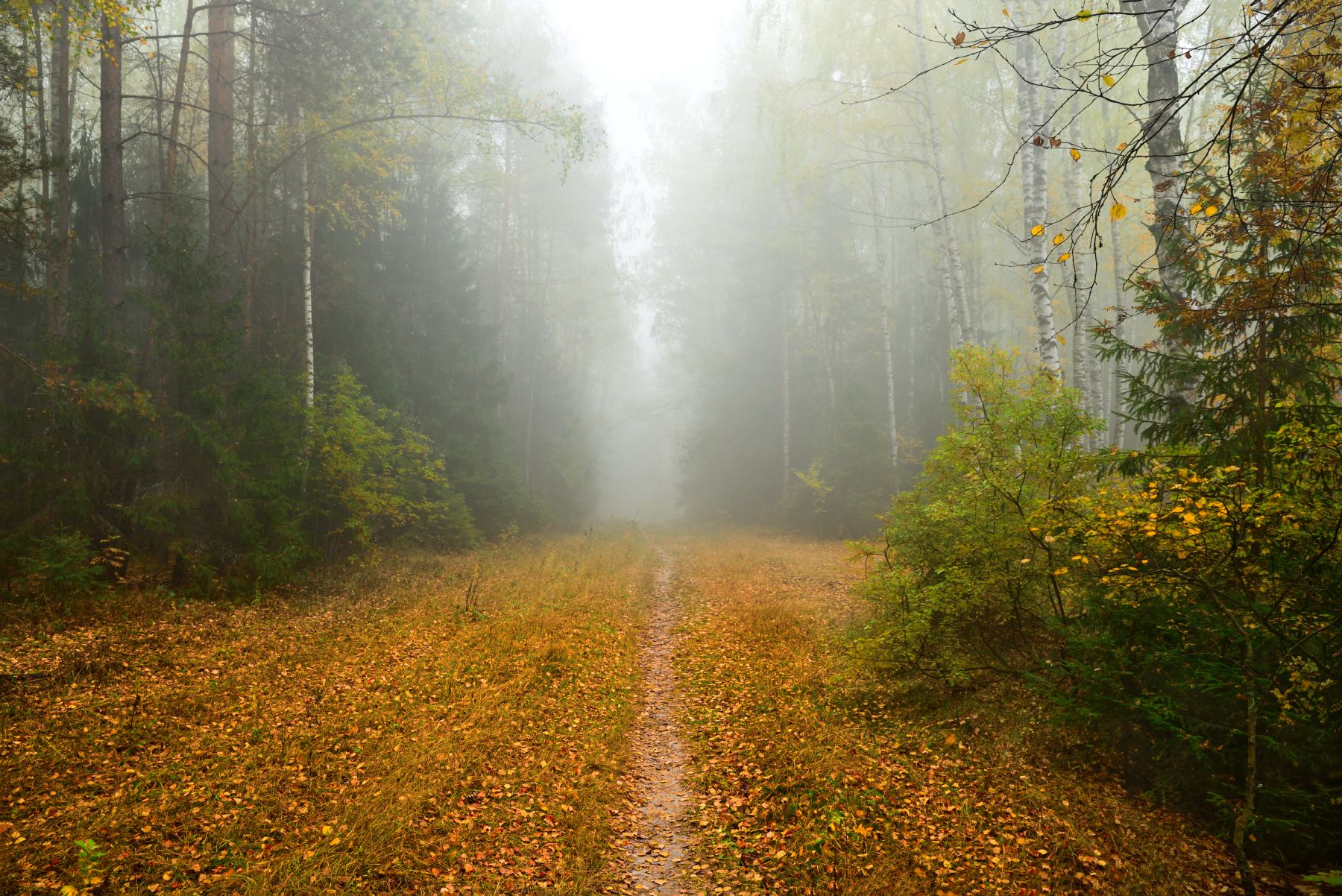 осень,лес,туман,деревья,листья,краски, Виталий Полуэктов