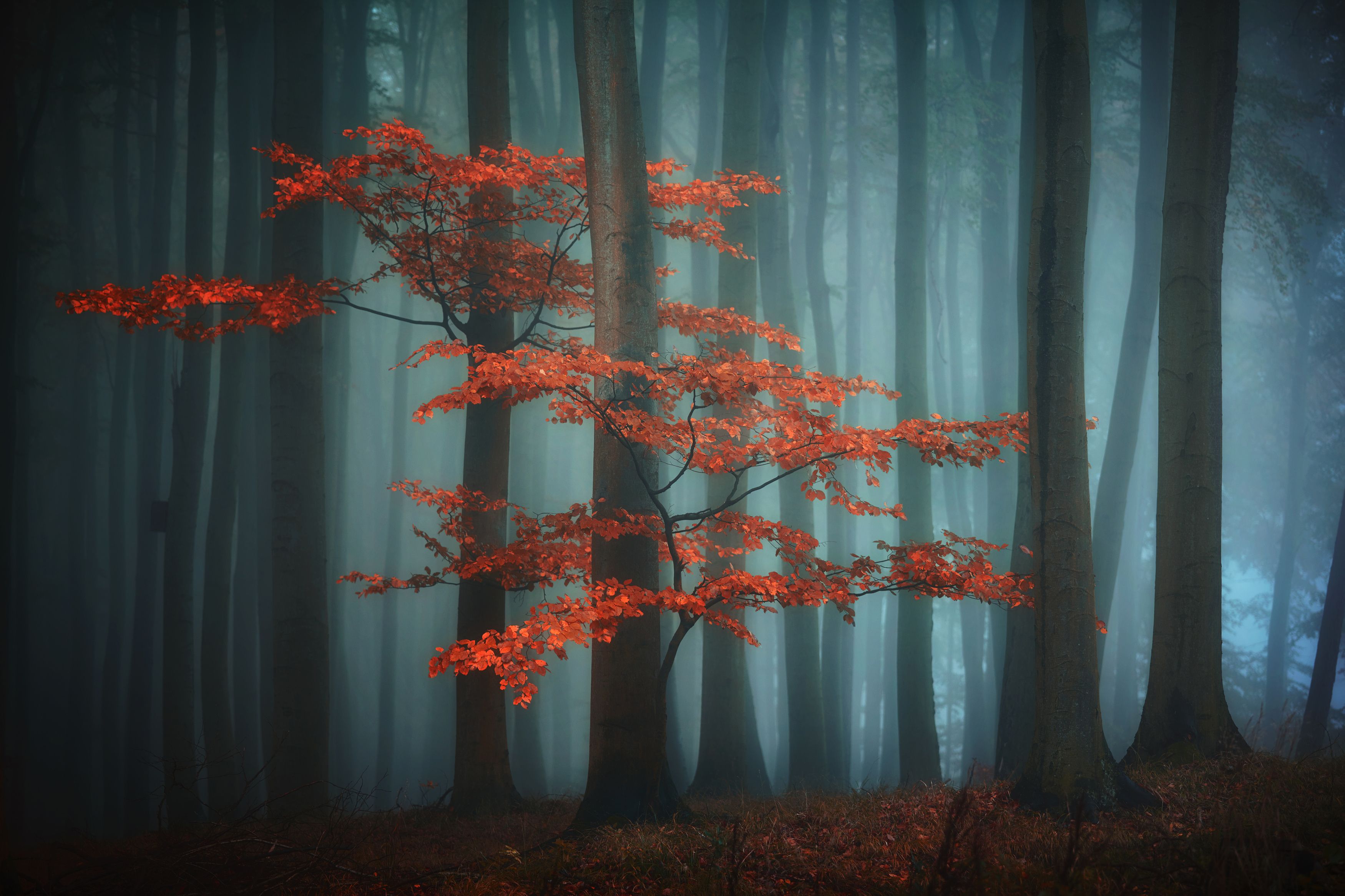 forest,autumn,fog, Milan Samochin