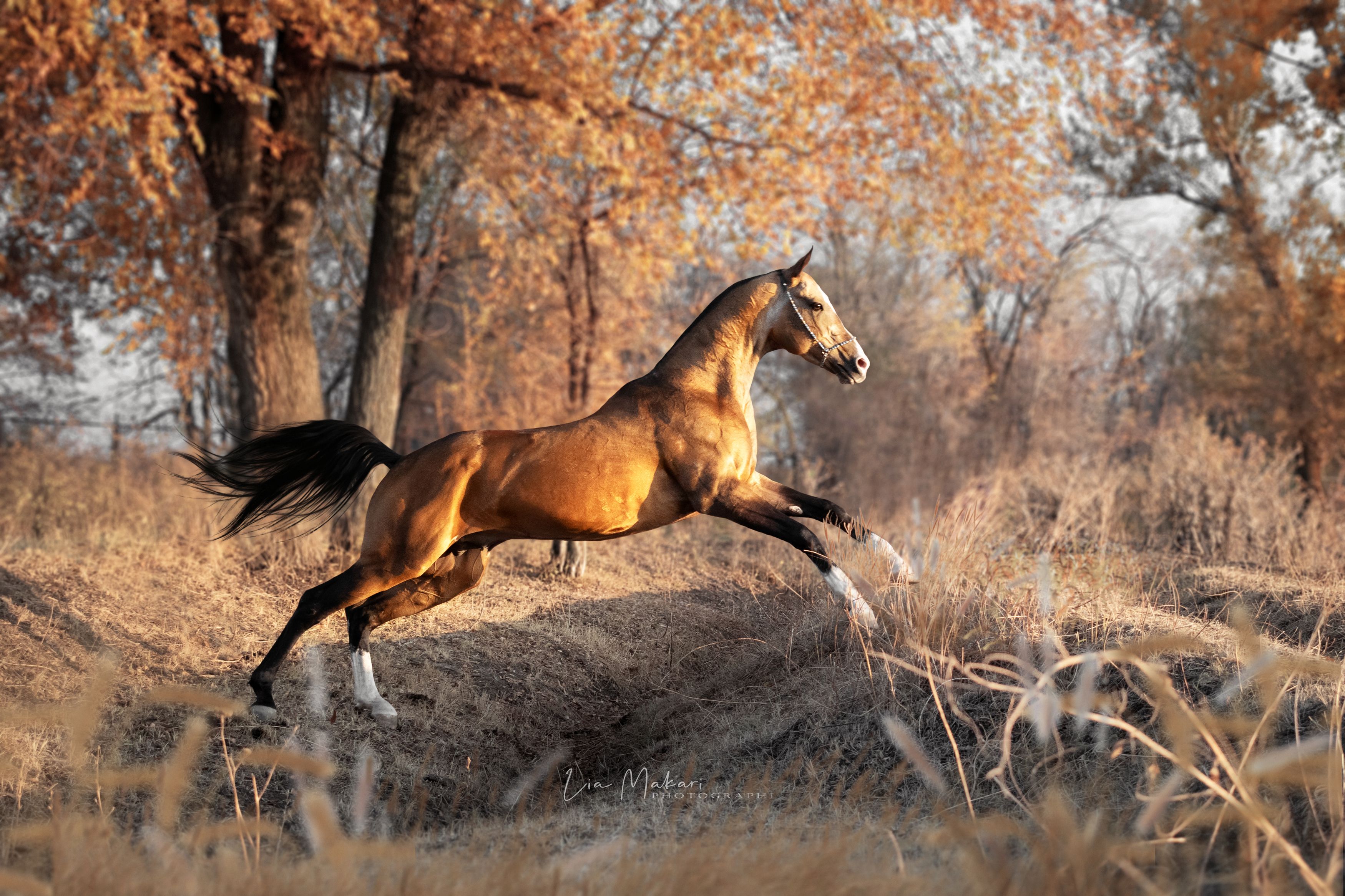 Лошадь, лошади, лес, осень, галоп, horse, horses,forest, autumn, Макари Лия