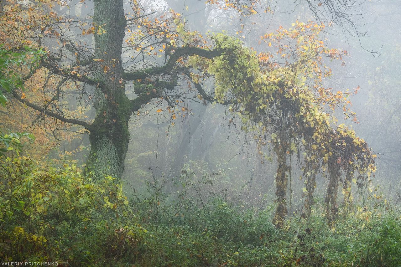 autumn, nature, tree, mist, природа, осень, дерево, туман, Валерий Притченко