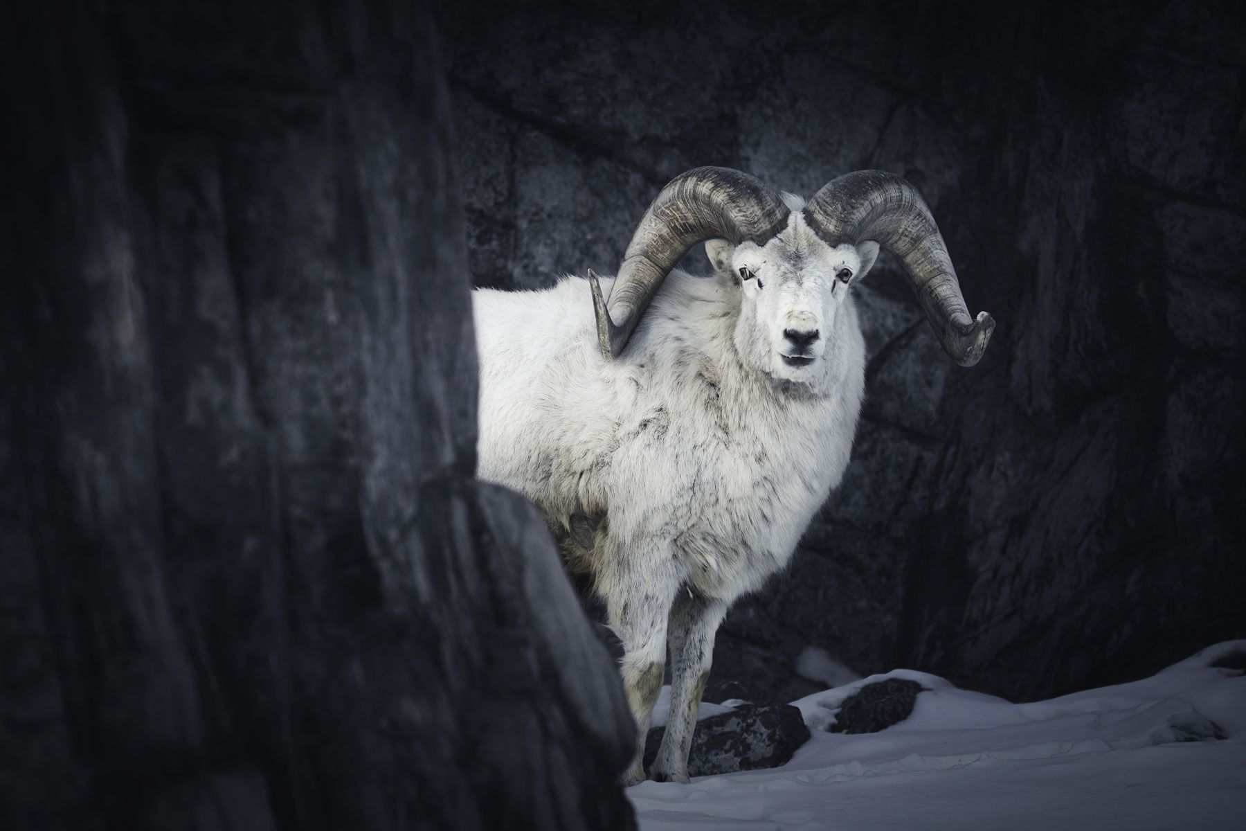 sheep, goat, mountain, bighorn, portrait, winter, snow, rock, nature, animal, wildlife, Zhao Huapu