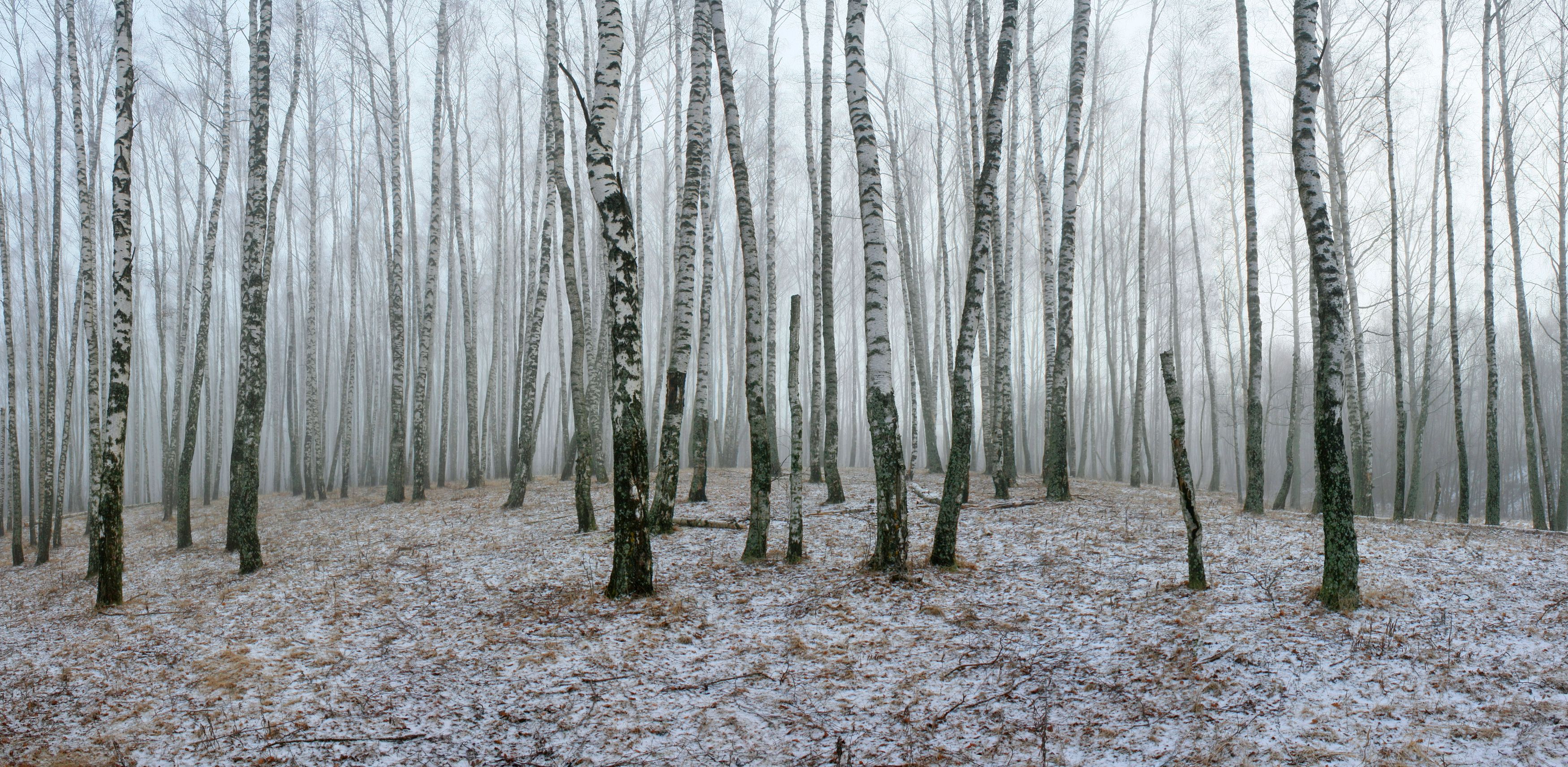 утро, лес, туман, осень, Александр Свистков