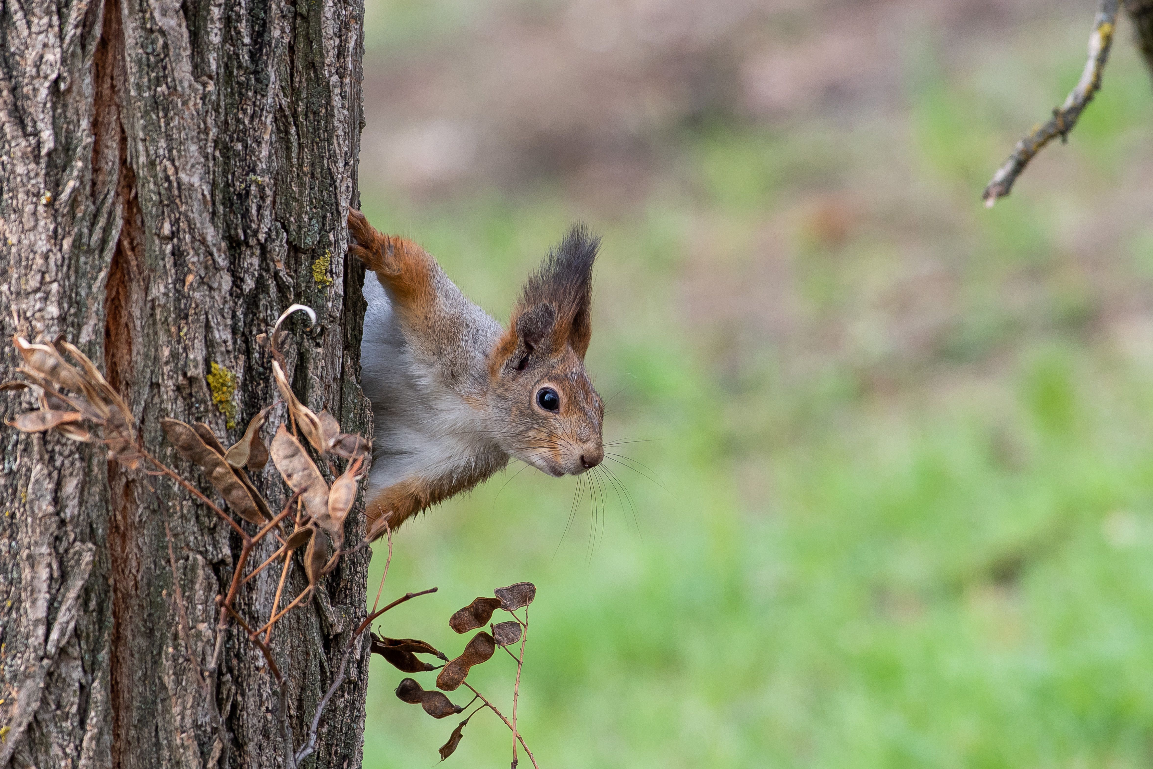 squirrel, volgograd, russia, wildlife, , Сторчилов Павел