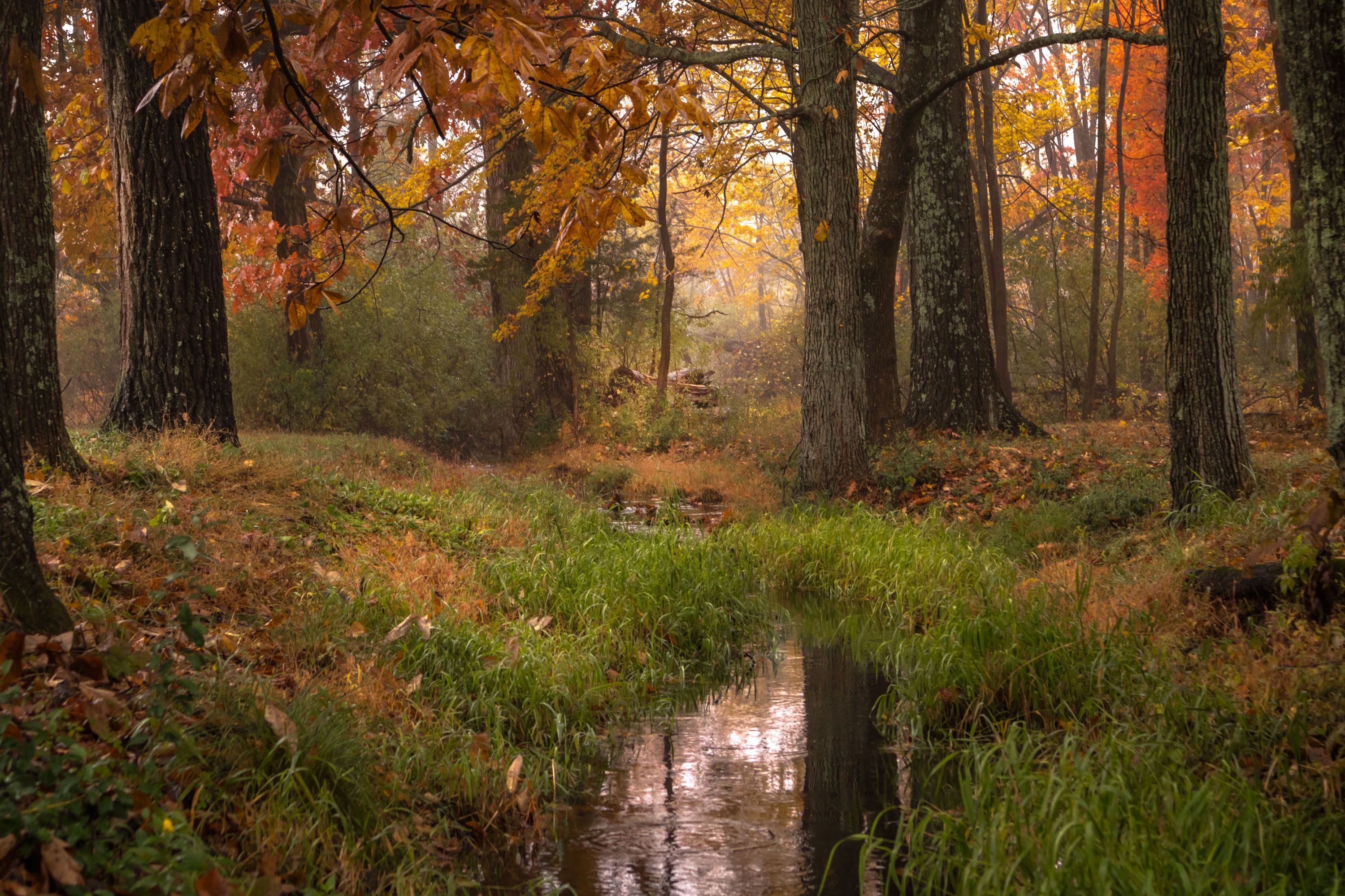 природа,осень,пейзаж,деревья,отражения,вода,листья,, Антонина Яновска