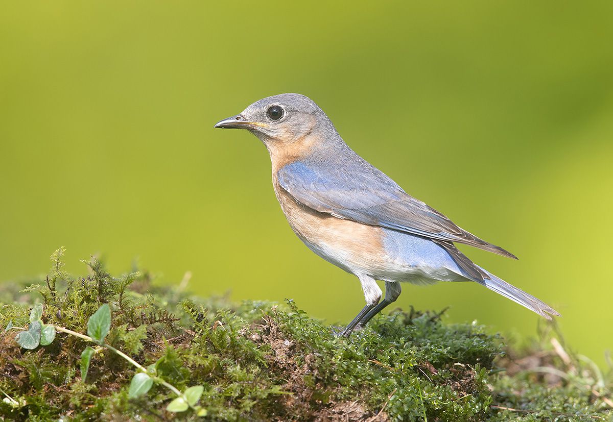 восточная сиалия, eastern bluebird,bluebird, Etkind Elizabeth