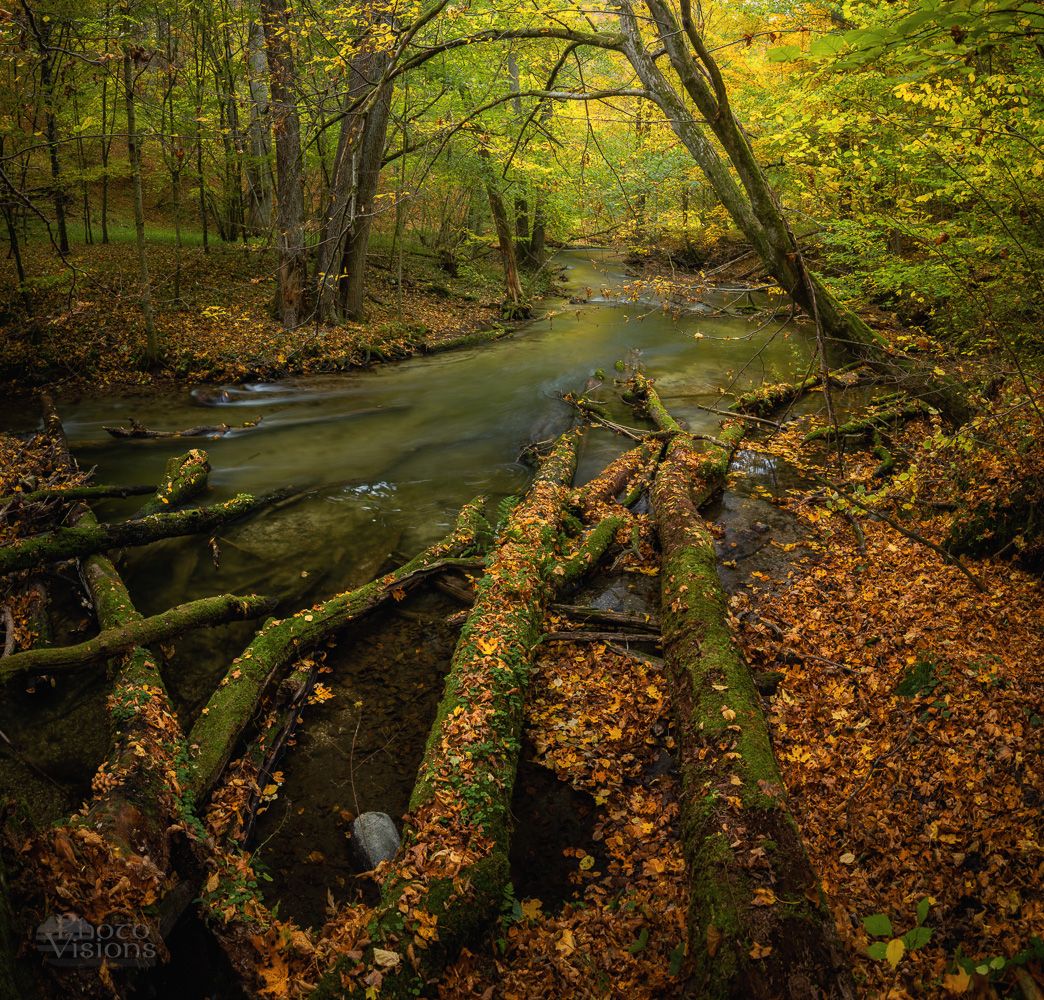 forest,woodland,autumn,autumnal,landscape,river,panoramic,panorama,, Photo Visions