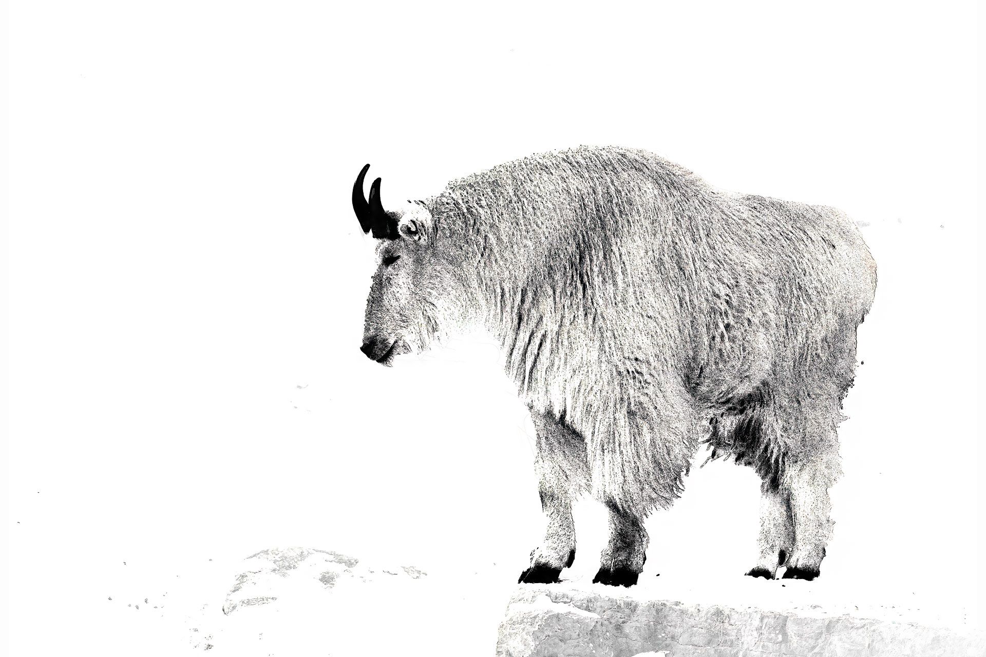 animal, wildlife, goat, mountain, monochrome, nature, snow, winter, Zhao Huapu