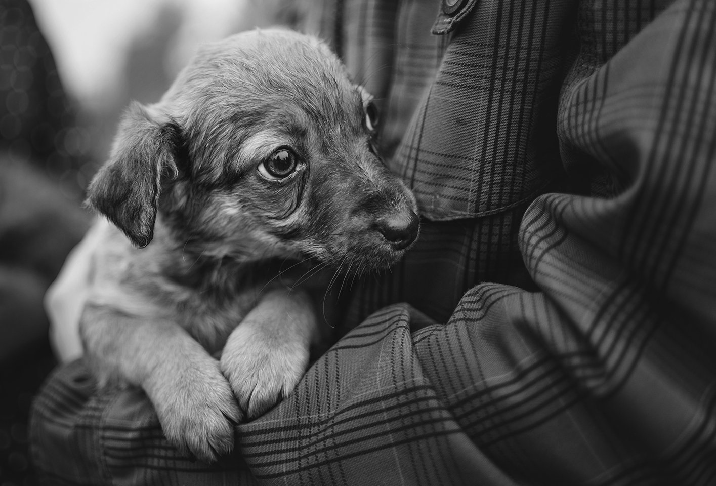 Art photo, Black & white, Dog, Puppy, Hubert Kochański