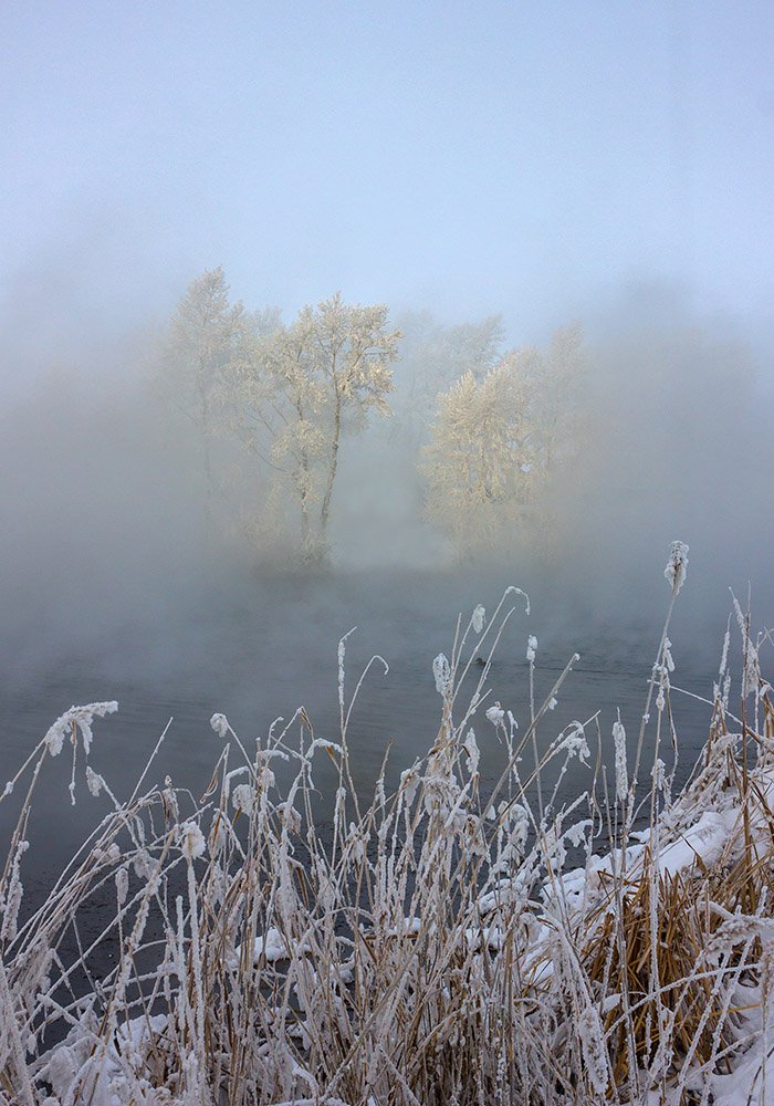 Природа, пейзаж, зимний пейзаж, туман, камыш, деревья, иней на деревьях, Александр Кожухов