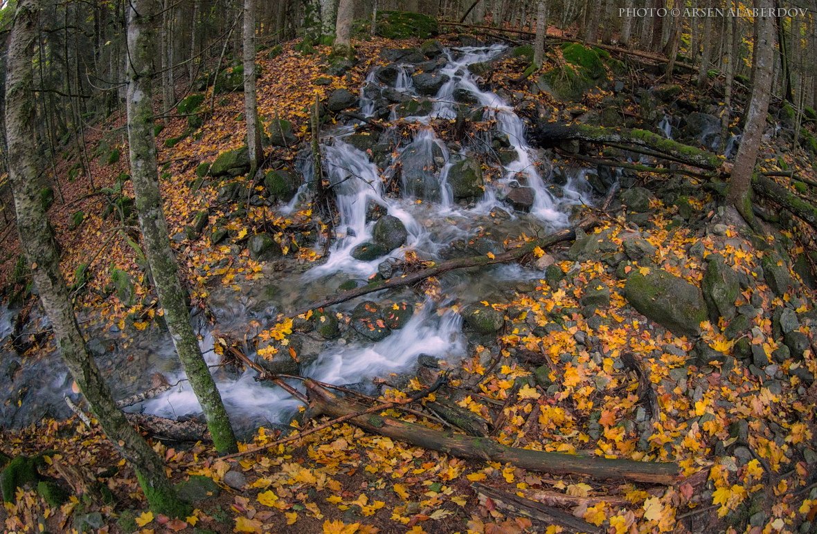 Вода, Деревья, Кавказ, Камни, Карачаево-Черкесия, Лес, Листва, Листья, Осень, Ручей, Арсен Алабердов