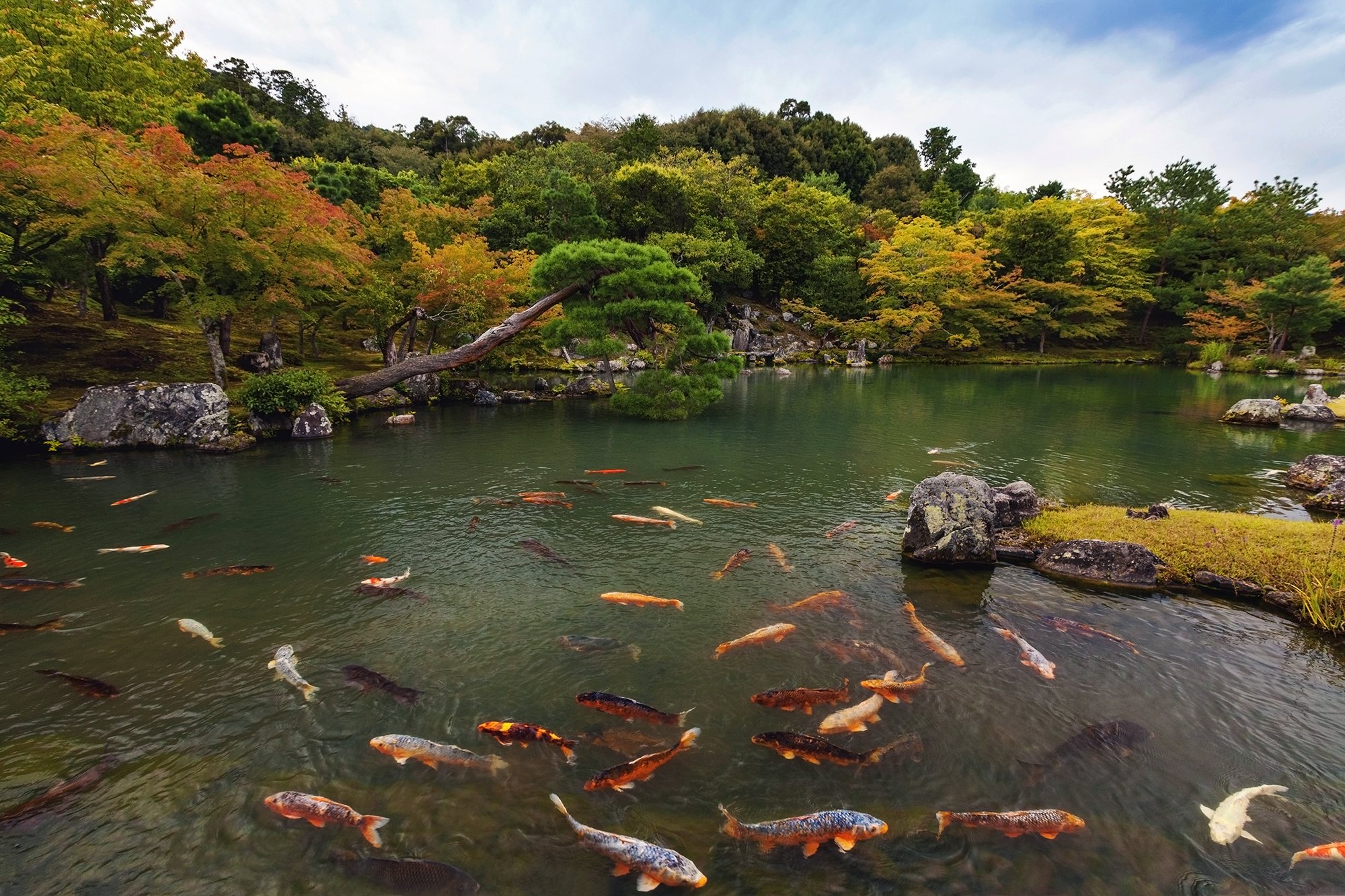 япония, киото, рыбы, карп, пейзаж, природа, пруд, вода, сад, Дара Пилюгина