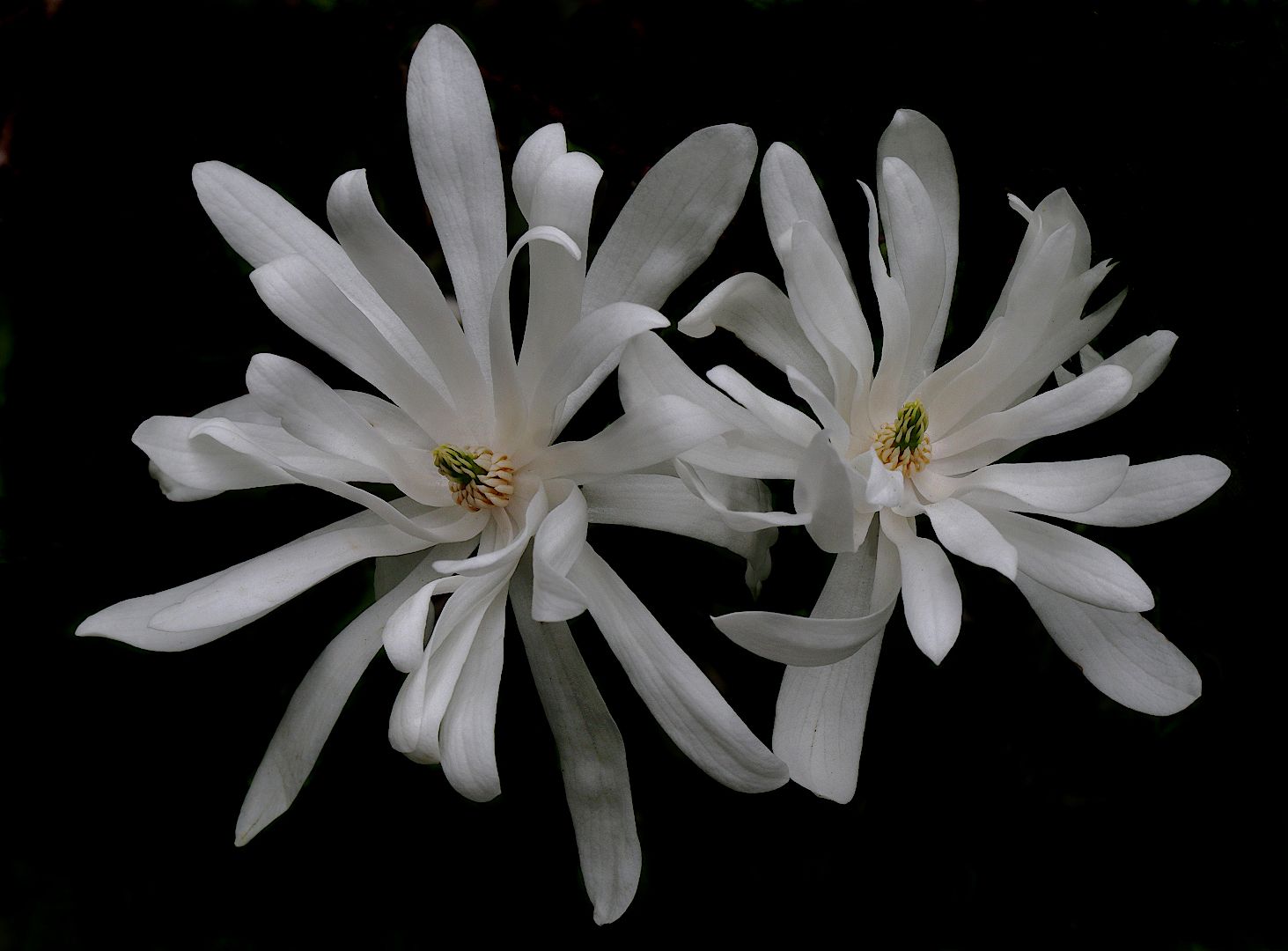 magnolia stellata  магнолия, Александр Зорин