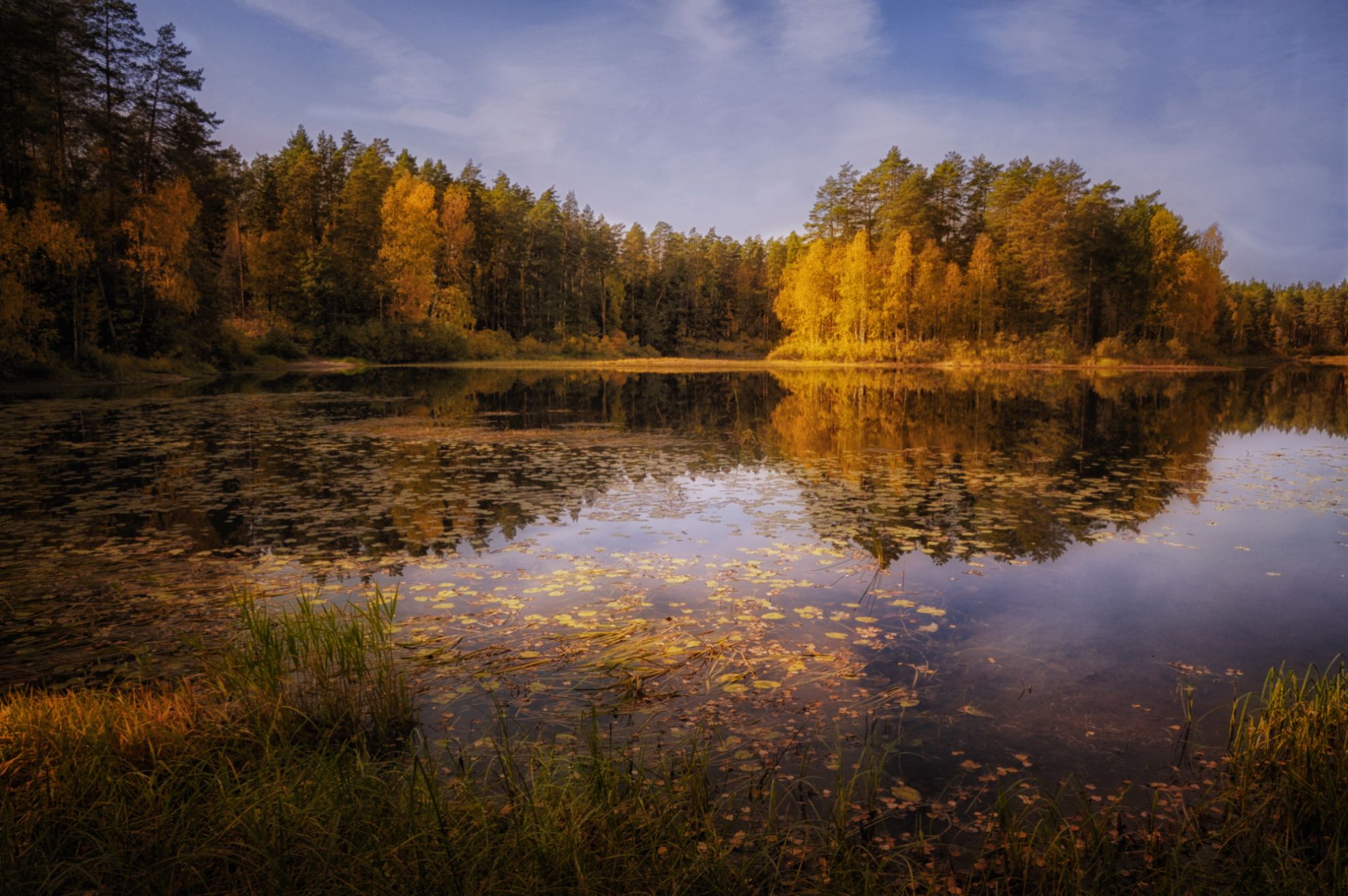 озеро деревья листья, Вера Петри