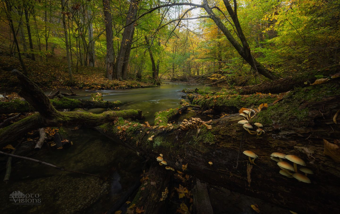 forest,river,autumn,mushrooms,woodland,nature,landscape,, Photo Visions