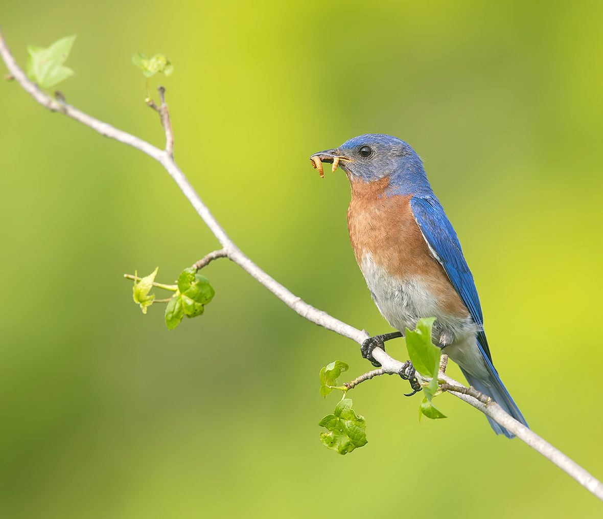 восточная сиалия, eastern bluebird,bluebird, Etkind Elizabeth