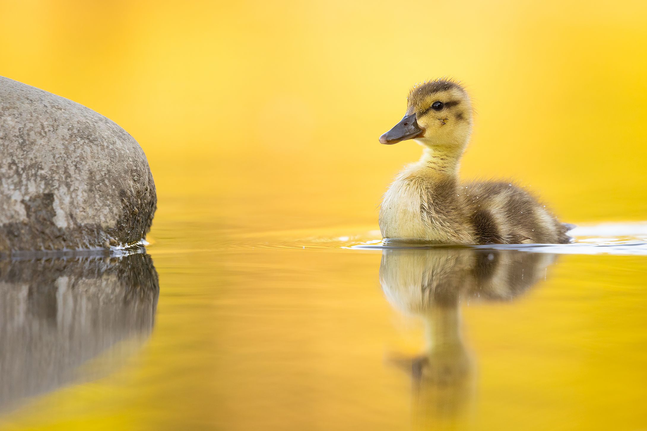 , Robert Adamec