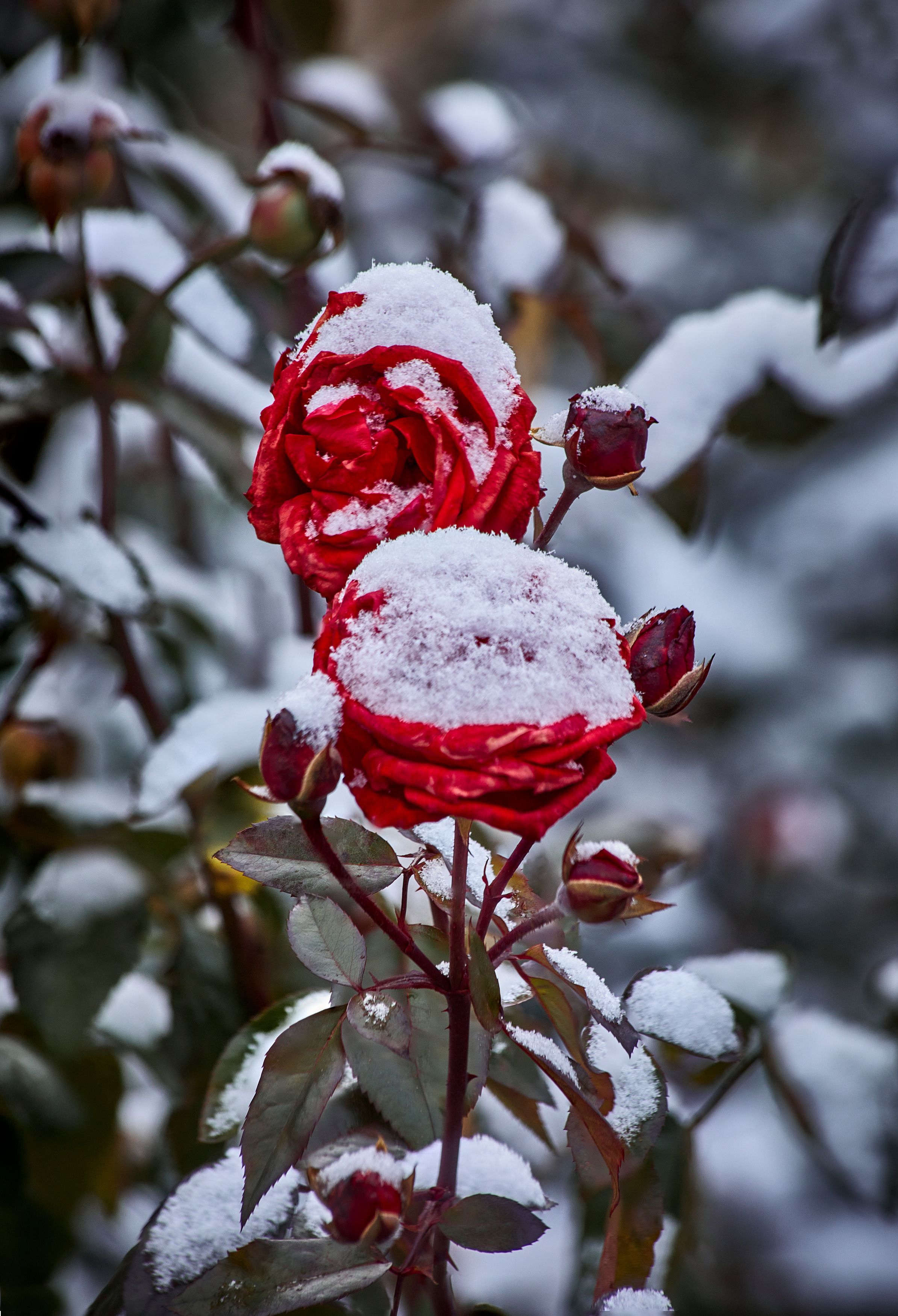 снежные розы.... мой сад. москва, akmal