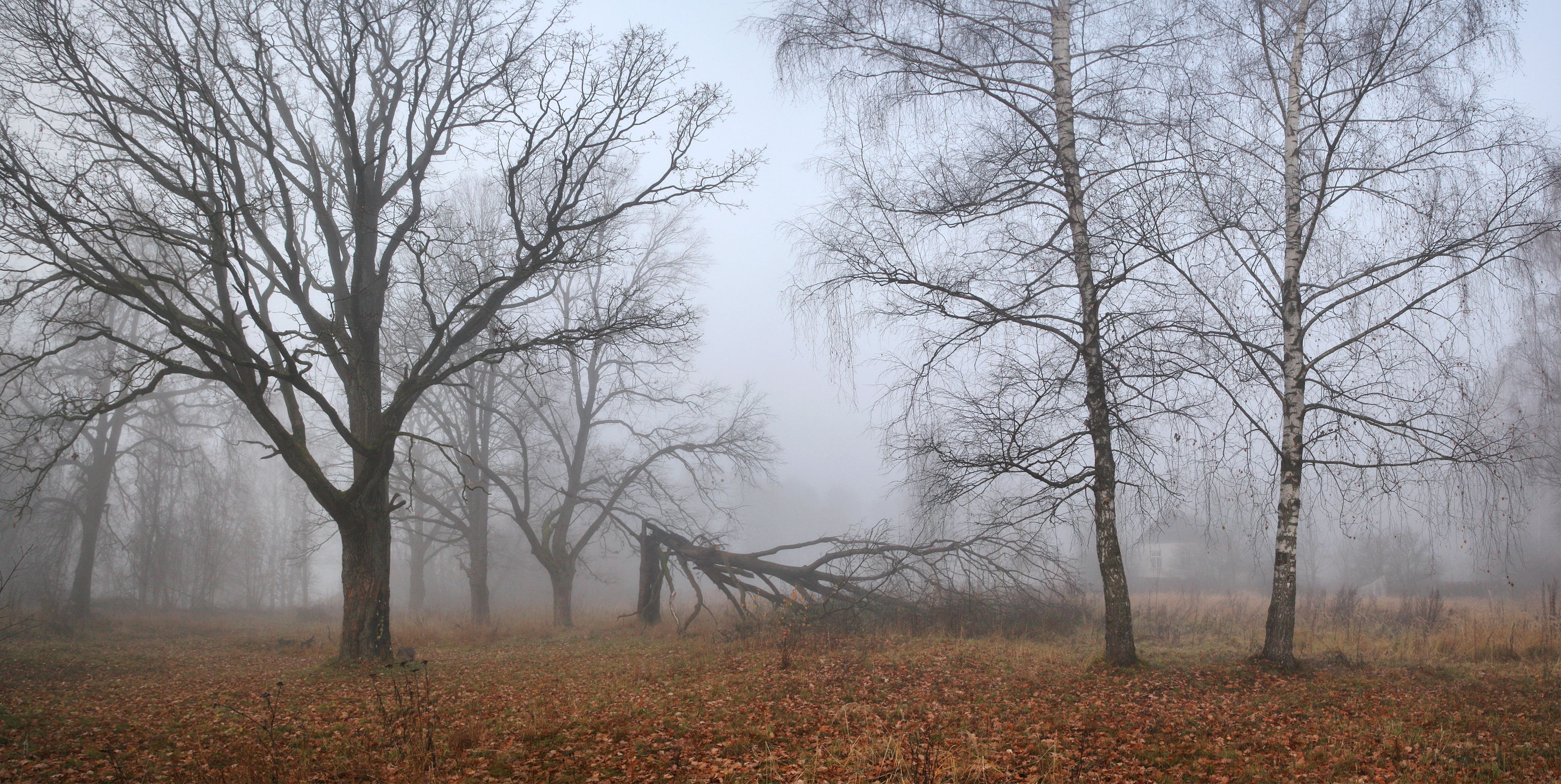 осень , туман , лес, Александр Свистков