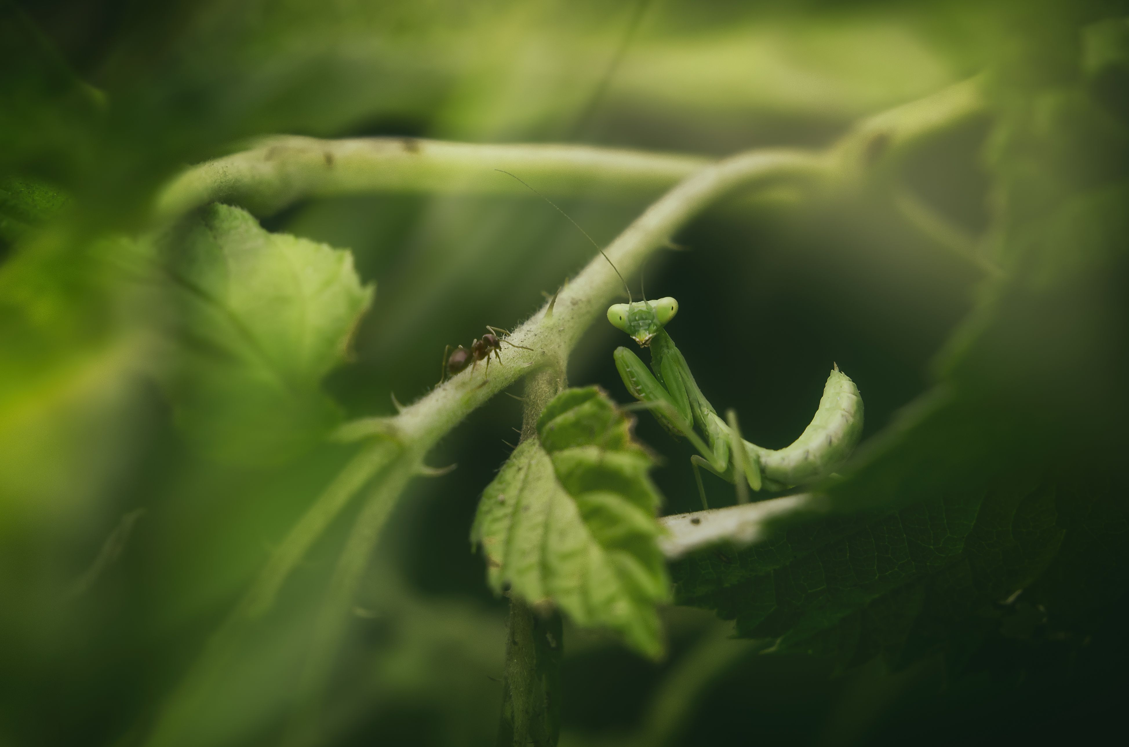 Макро, насекомые, богомол, природа, растения, Shadow Anna