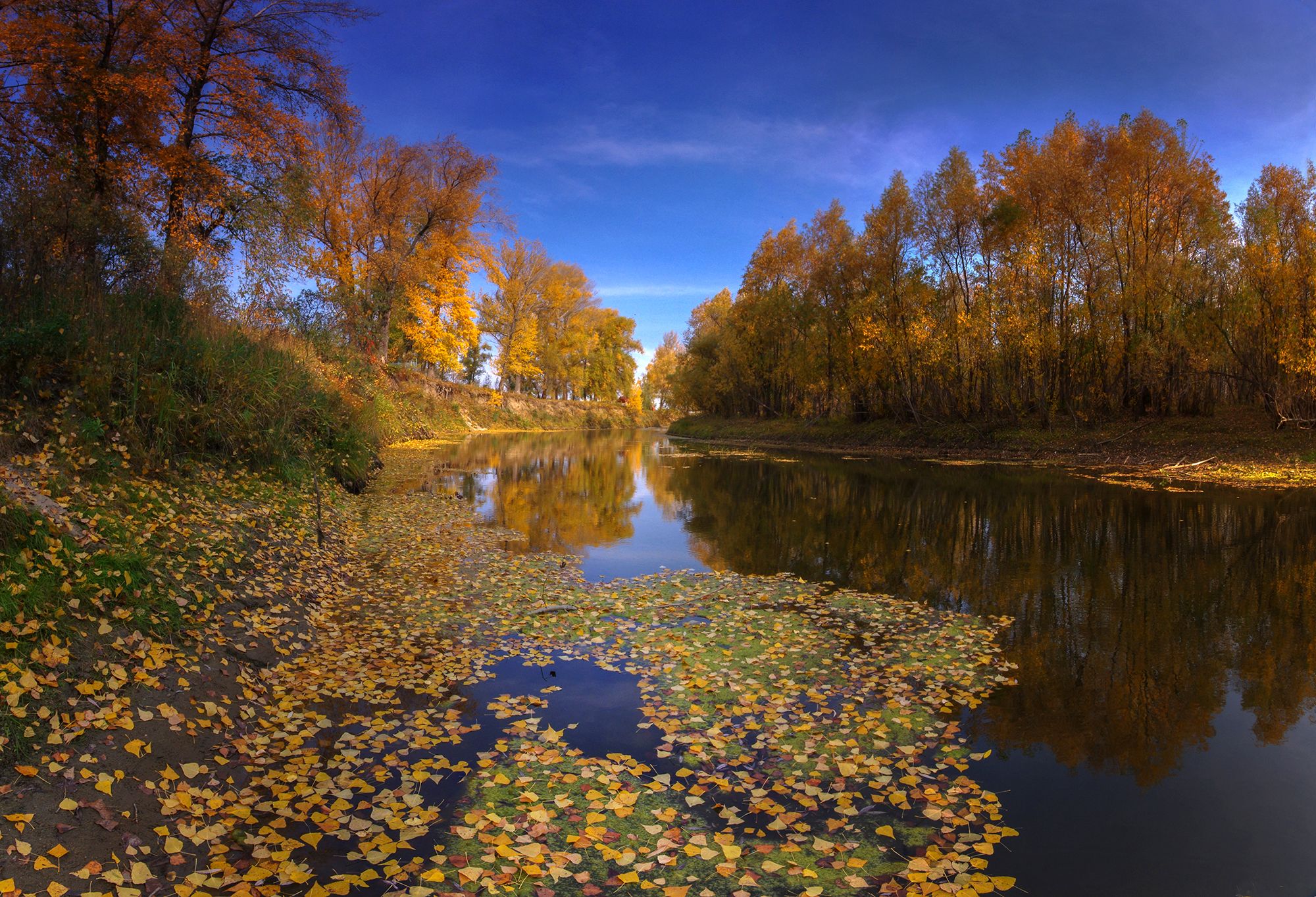 сибирь, осень, протока, река, вода, обь, новосибирск, золото, желтый, листья, Валерий Чичкин
