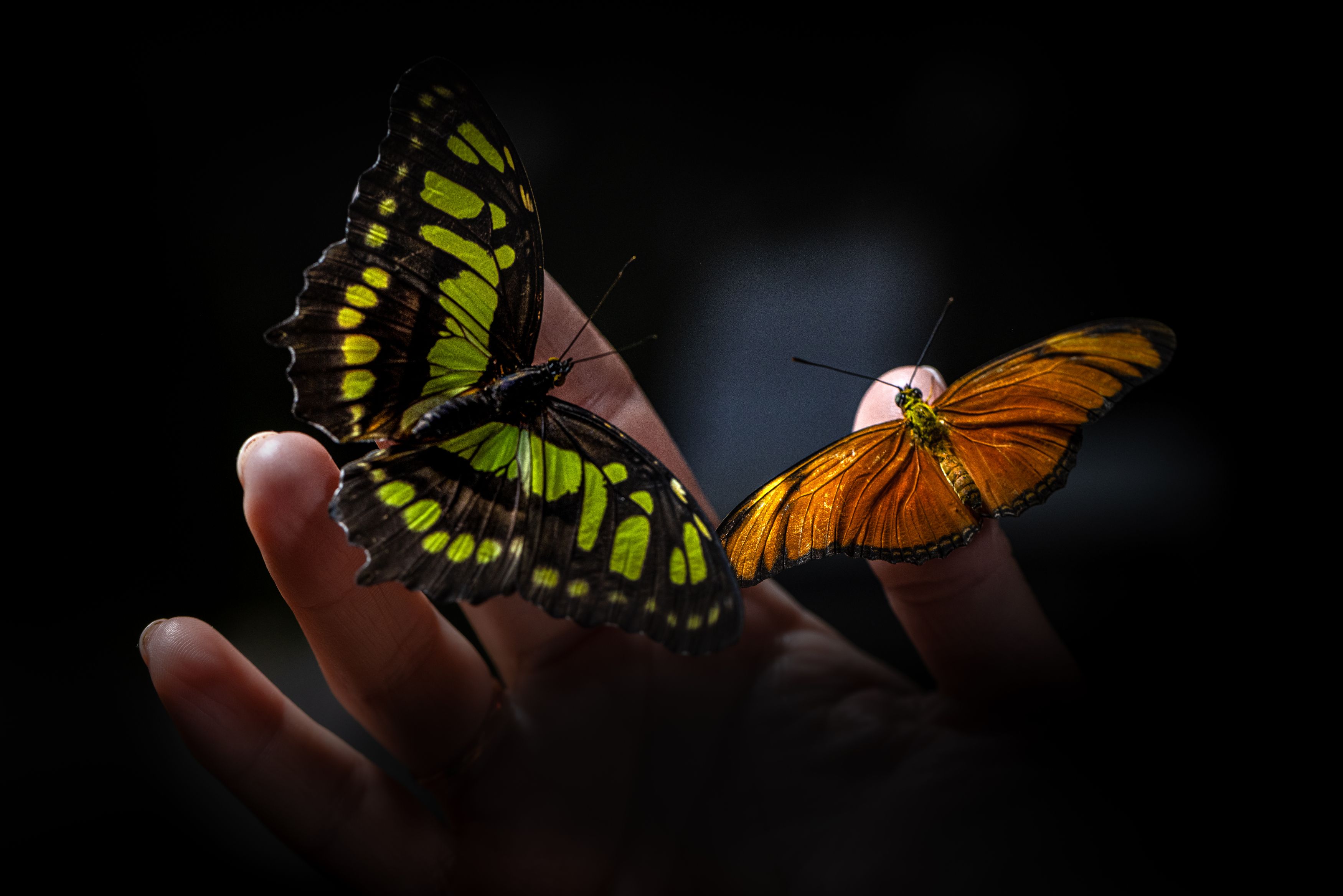 hand, human, hands, butterfly, butterflies, человек, рука, руки, бабочка, бабочки, Roman Bevzenko