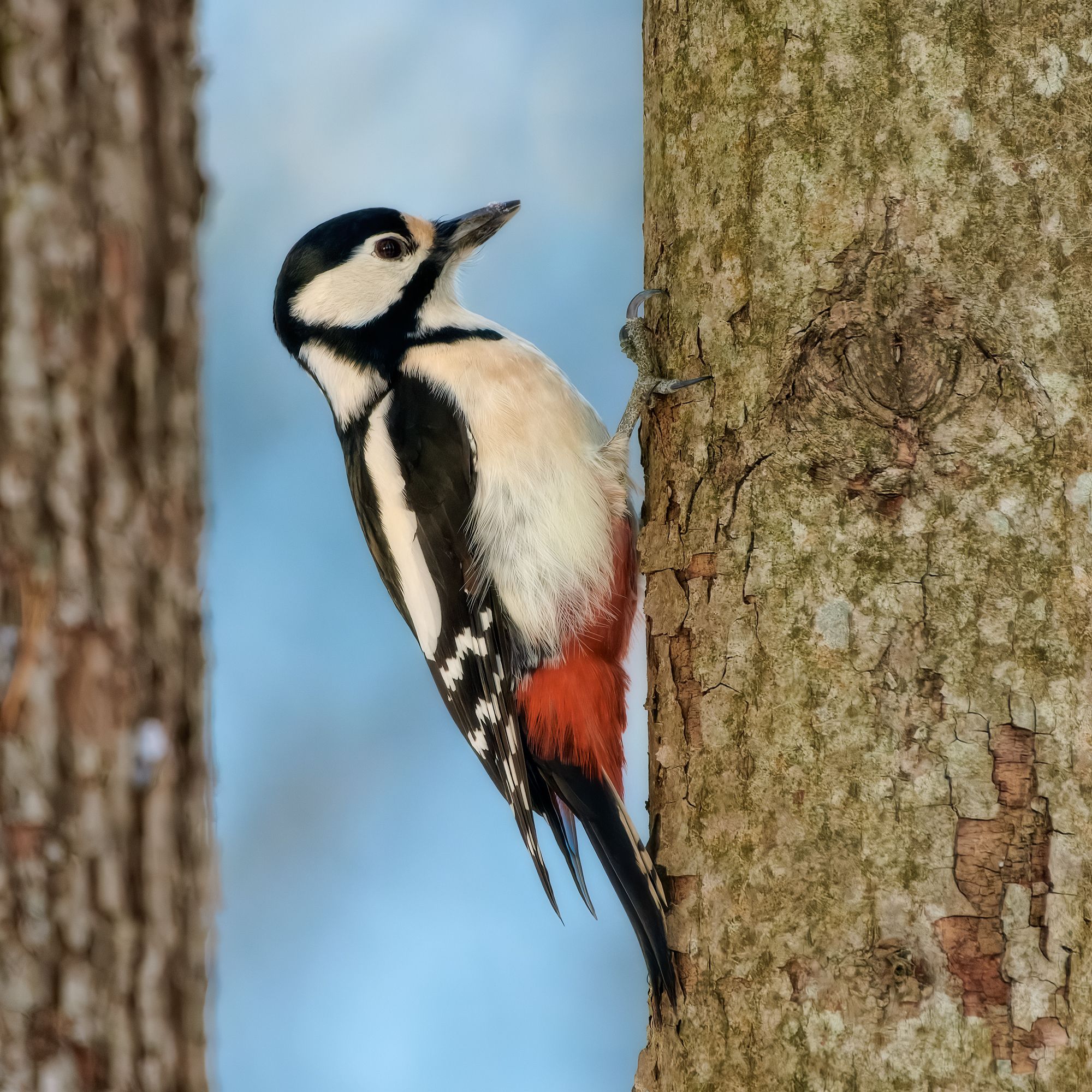 #bird #wildlife #nature #birdphotography, Александр Семенов