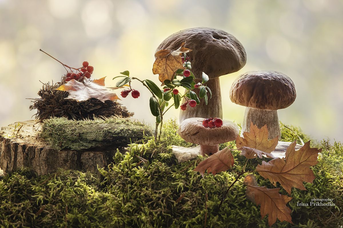 натюрморт, лесные растения, грибы, постановочное фото, Приходько Ирина