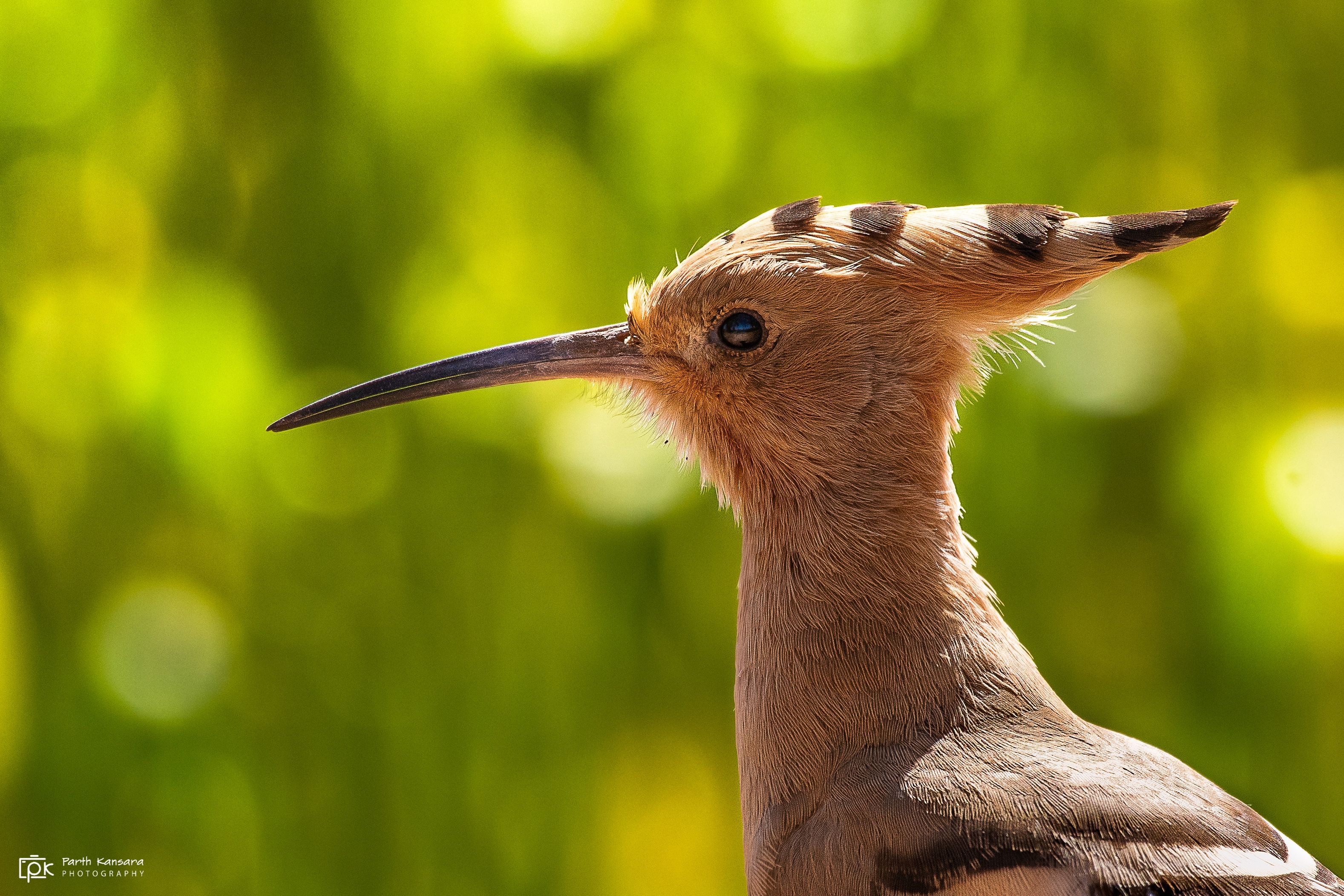 eurasian hoopoe, upupa epops, grk, greater rann of kutch, nature, 35awards, 35photo, wildlife, birds, birds of india, parth kansara, parth kansara wildlife, indian wildlife, photo, photography, kutch, birds of kutch, nakhatrana, kutch wildlife,, parth kansara