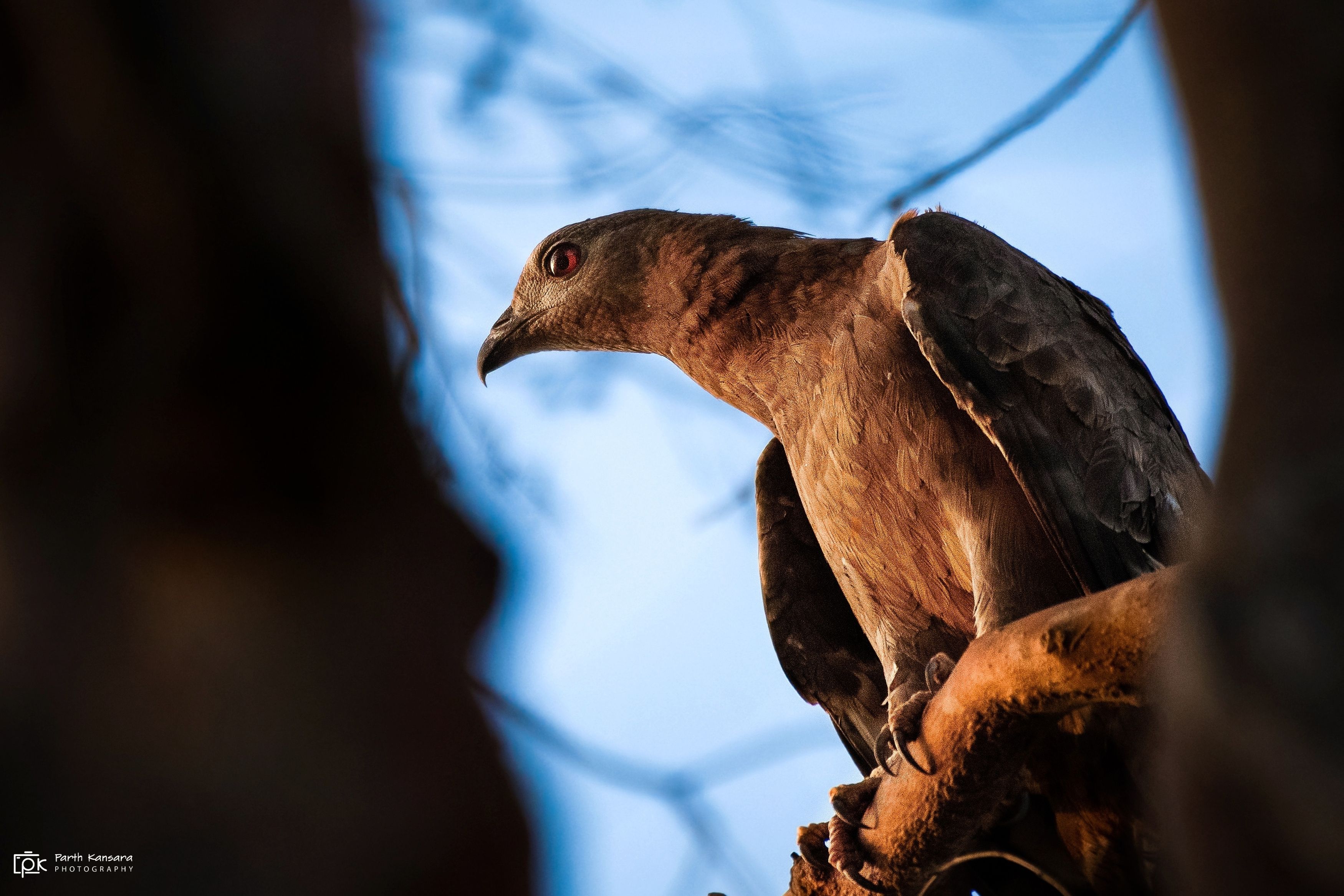 oriental honey-buzzard, pernis ptilorhynchus, grk, greater rann of kutch, nature, 35awards, 35photo, wildlife, birds, birds of india, parth kansara, parth kansara wildlife, indian wildlife, photo, photography, kutch, birds of kutch, nakhatrana, kutch wild, parth kansara