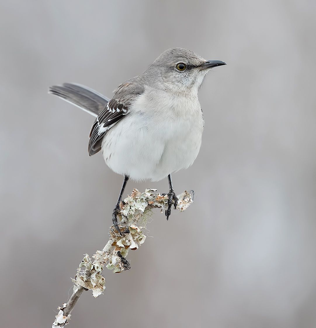 northern mockingbird, многоголосый пересмешник, пересмешник, mockingbird, зима, Etkind Elizabeth