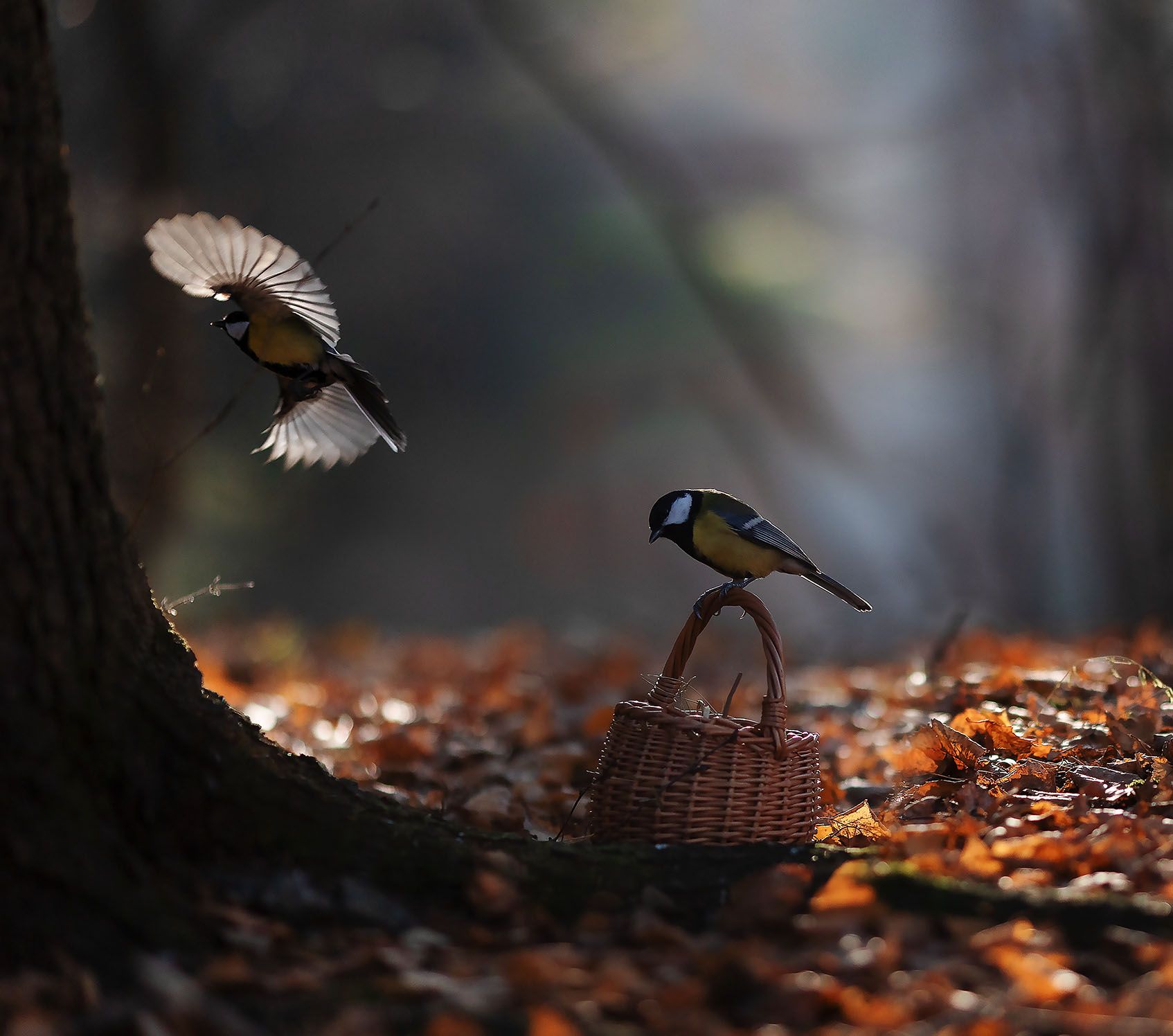 птицы, синицы,полёт, осень, природа, birds, flight, autumn, beautiful, nature, Yulia Stukalova
