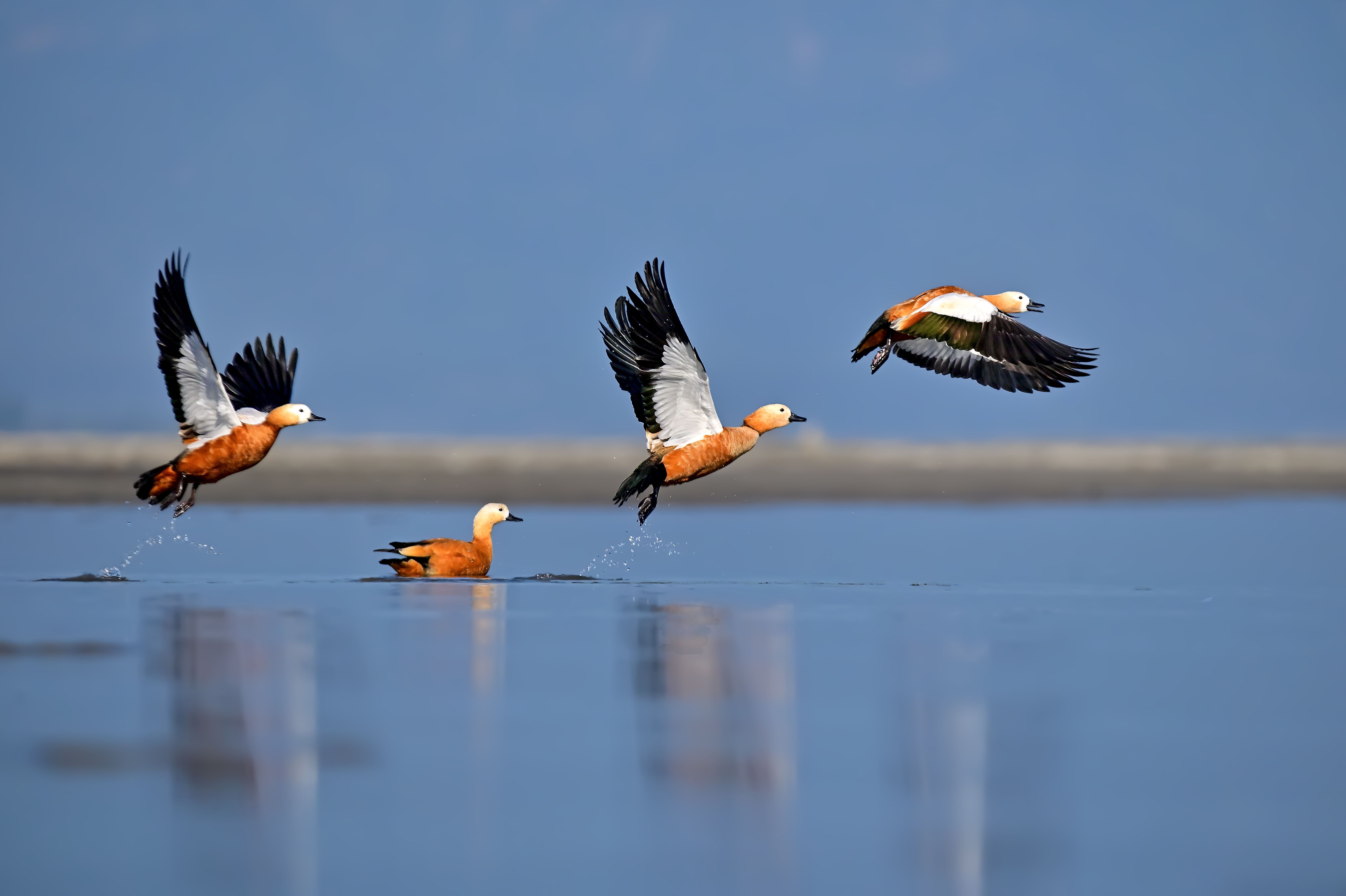 bird,wildlife,wetland, Pinaki Ghosh