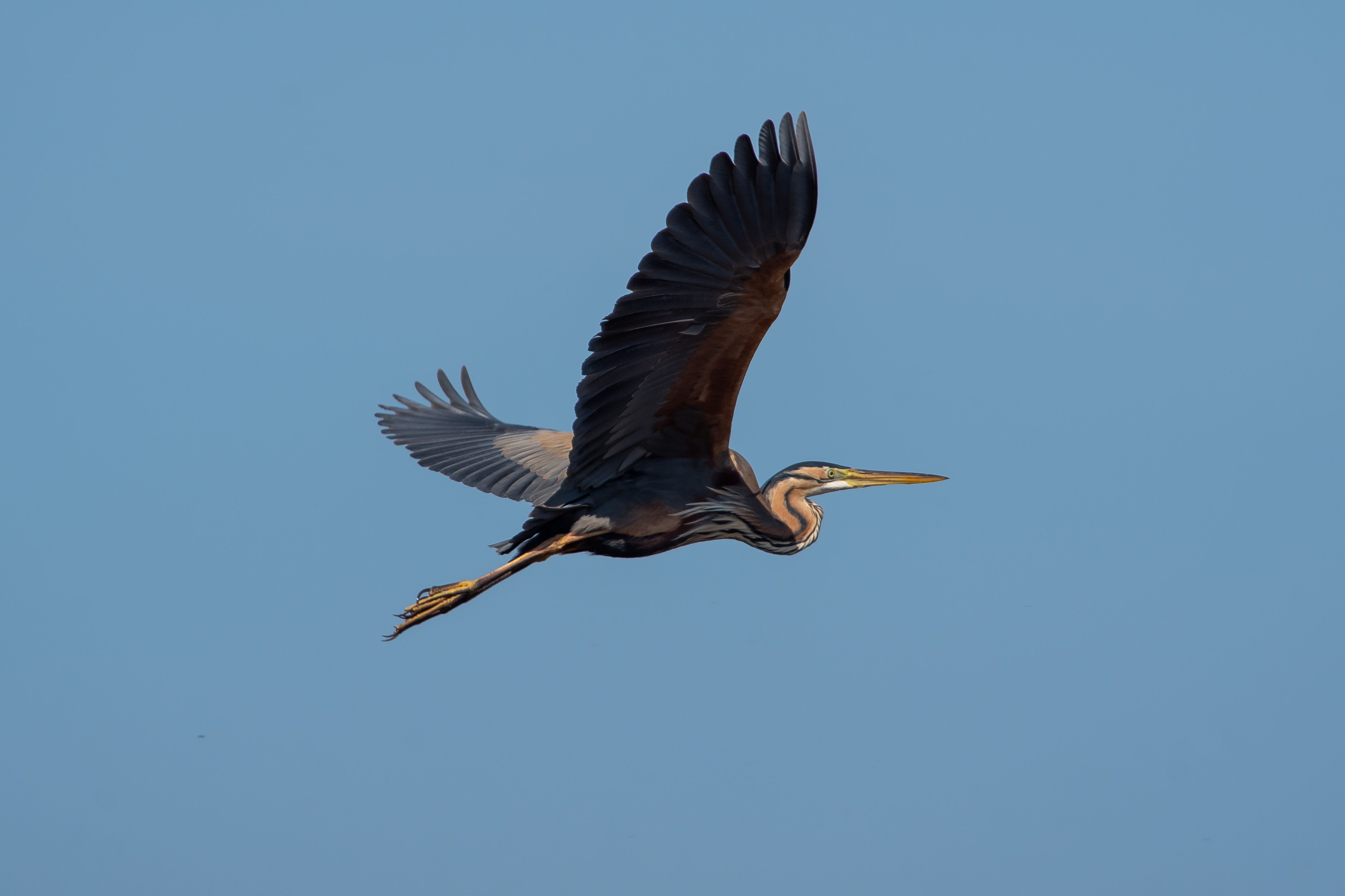 Purple heron, Ardea purpurea, wildlife, bird, birdswatching, volgograd, russia, , Сторчилов Павел