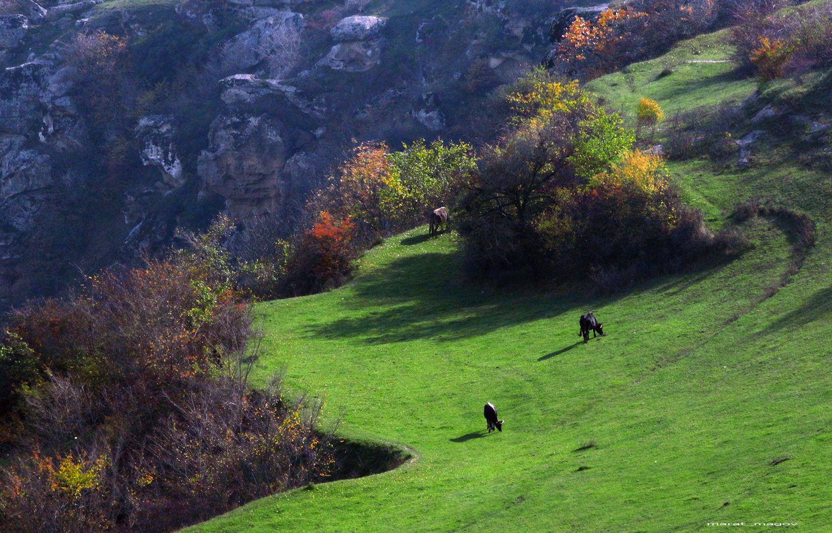 горы,коровы,дагестан,осень,, Magov Marat