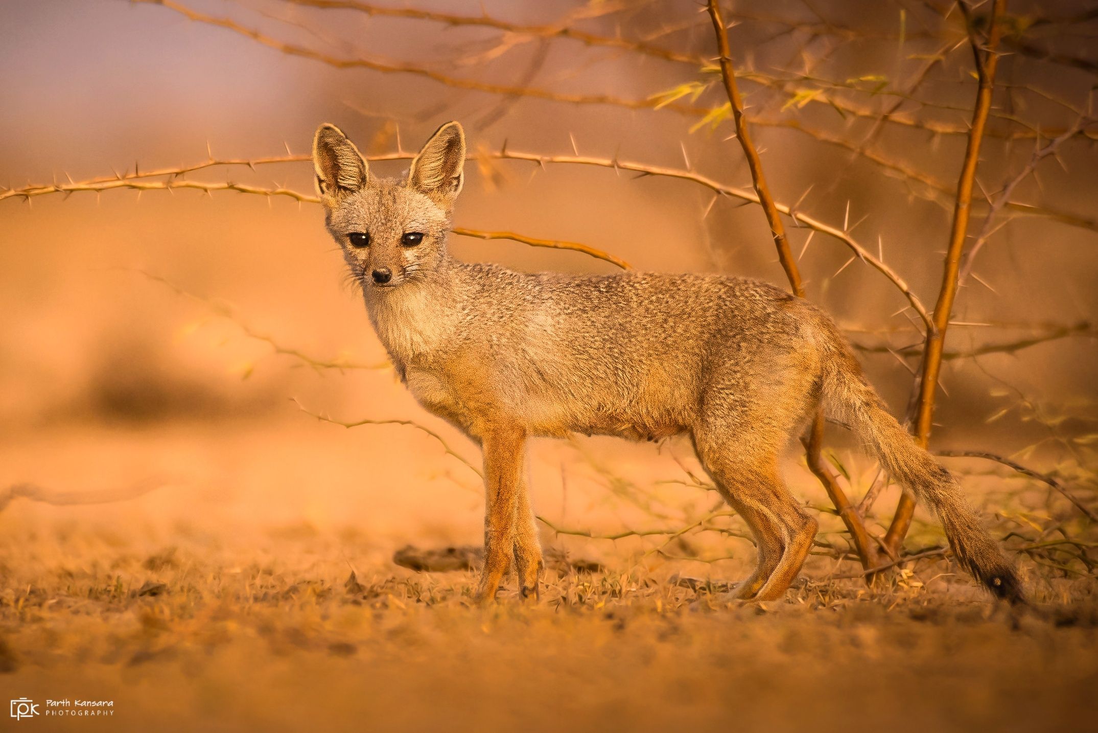 Indian Fox (Vulpes bengalensis). Photographer kansara parth
