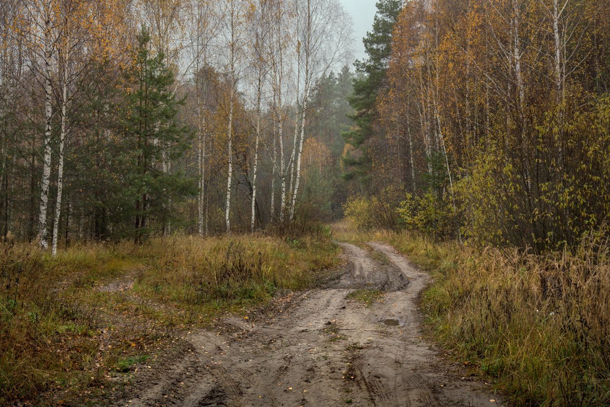 октябрь лес дорога осень серково беляиха, Дмитрий Алексеев