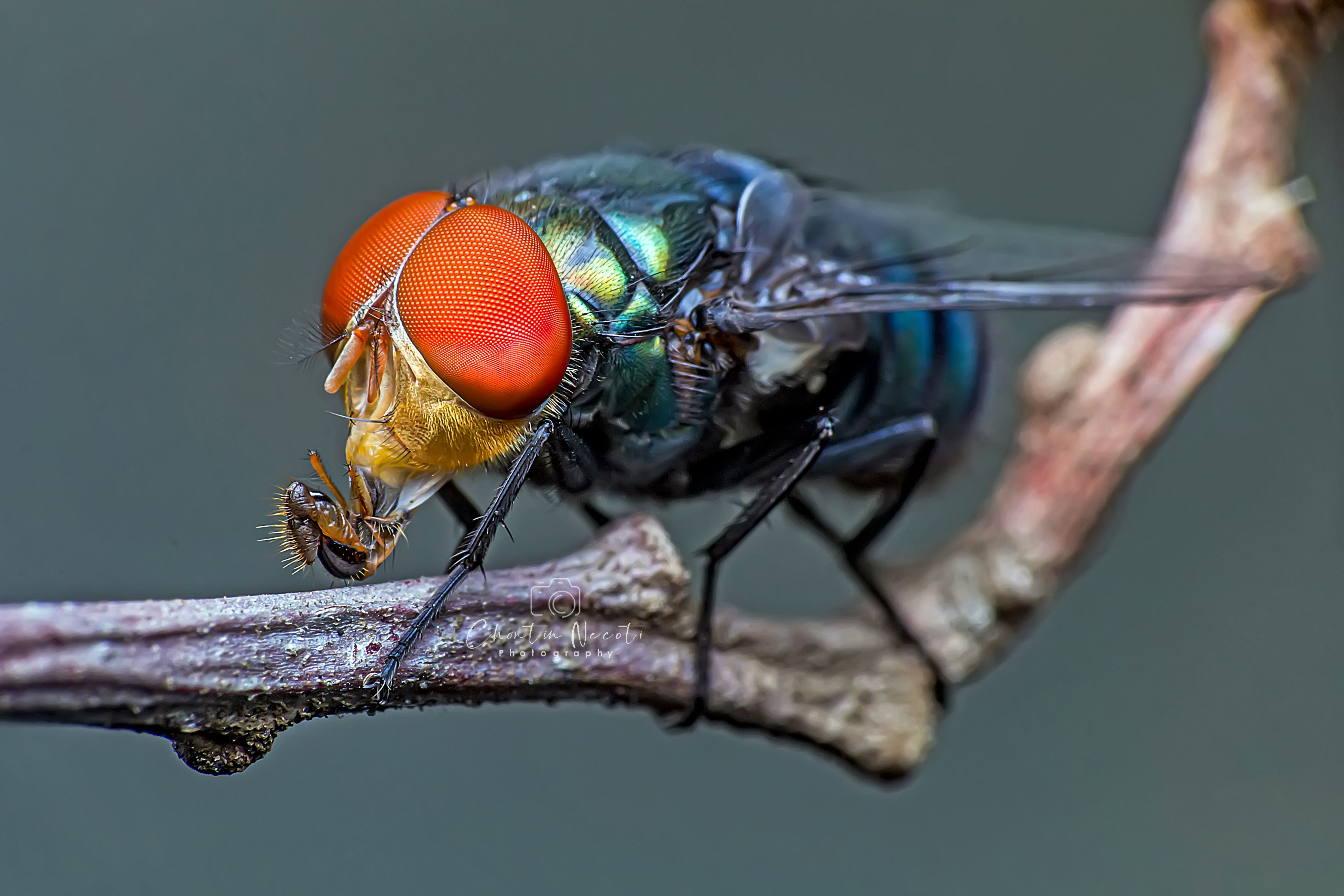 BLUEBOTTLE FLY, fly, bluebottle, insect, animal, beauty, beautiful, garden, forest, macro, small, eyes, NeCoTi ChonTin