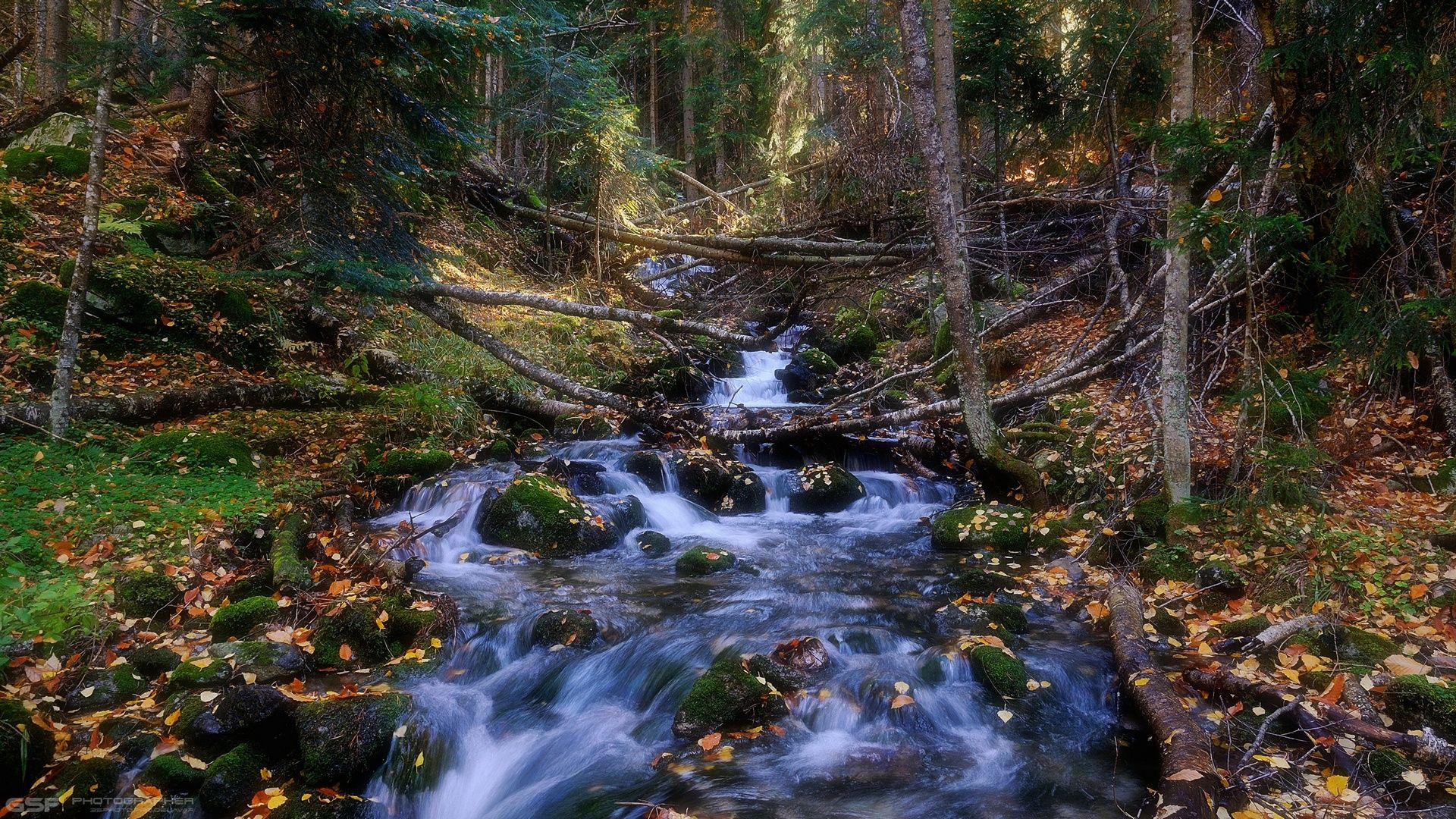 природа лес осень река камни пейзаж, Serj Master