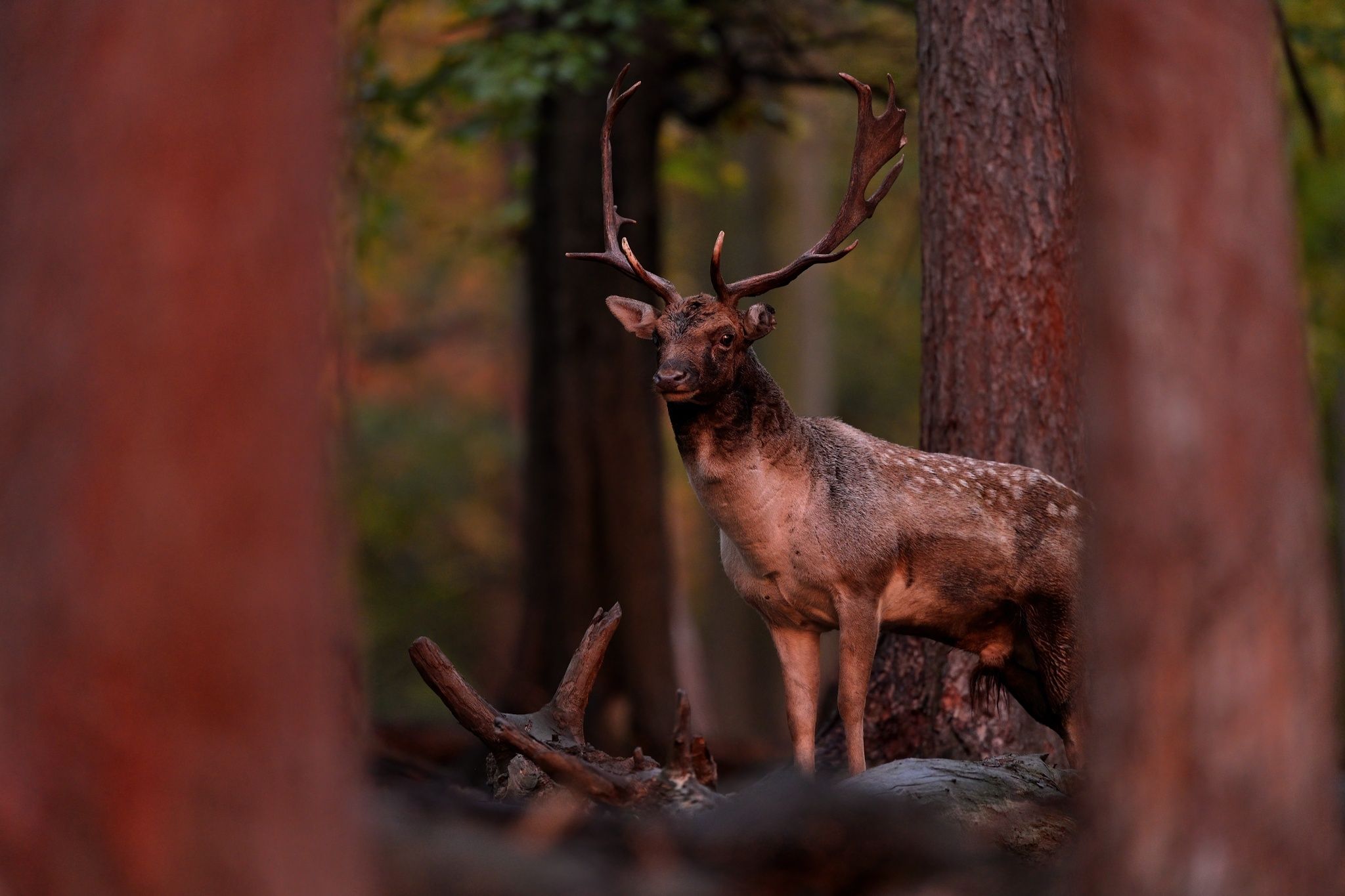 wildlife, deer, slovakia, Ľubomír Novák ٿ