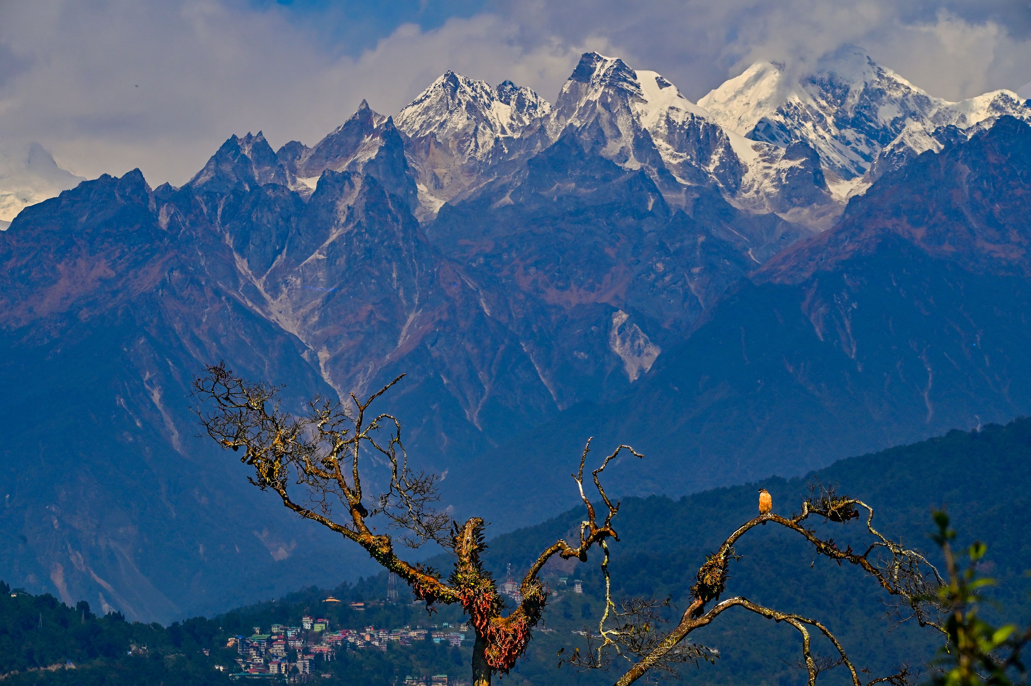 birds,mountain,habitat, Pinaki Ghosh