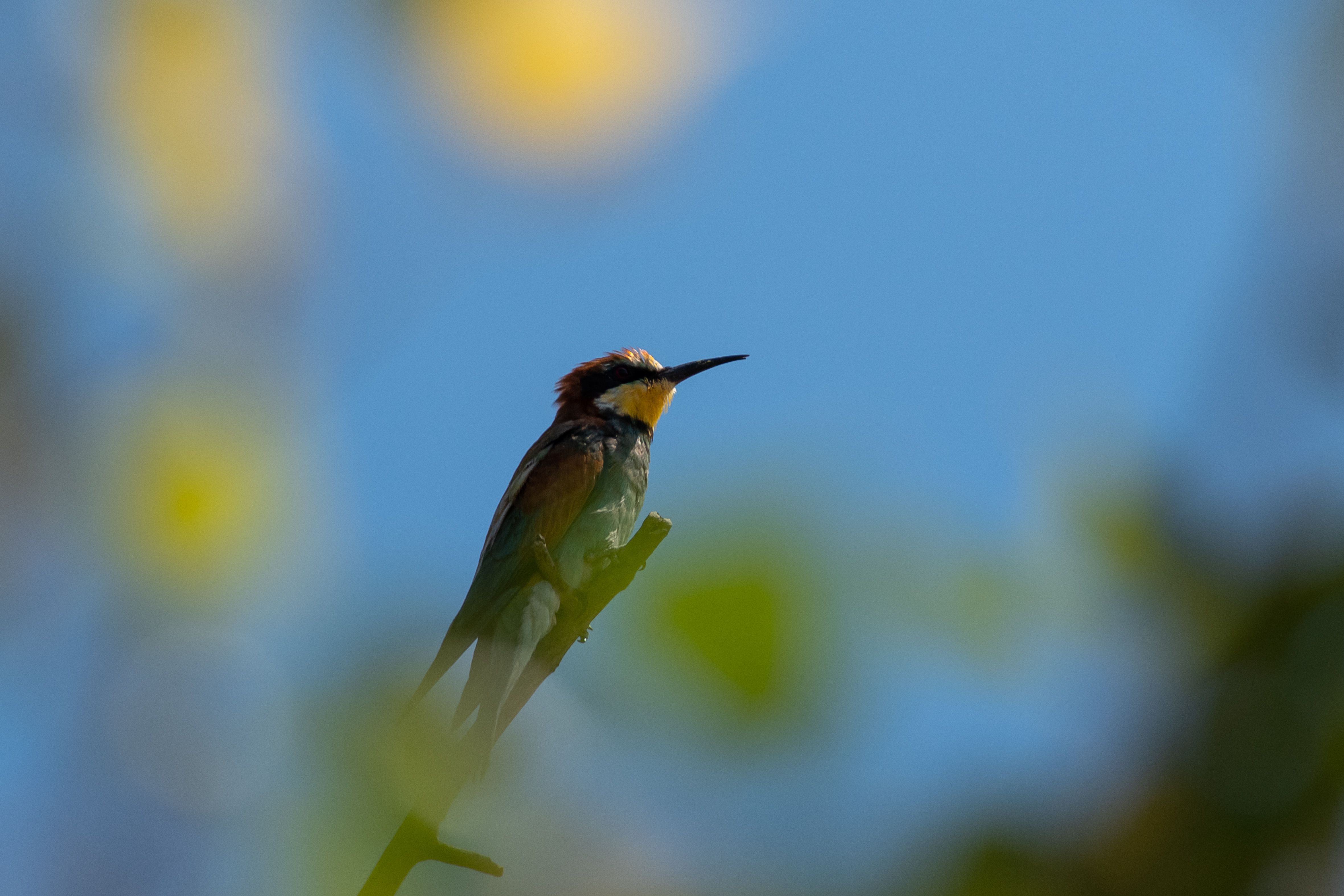 European bee-eater, Merops apiaster, volgograd, rusia, wildlife, bird, birds, birdswatching, , Сторчилов Павел